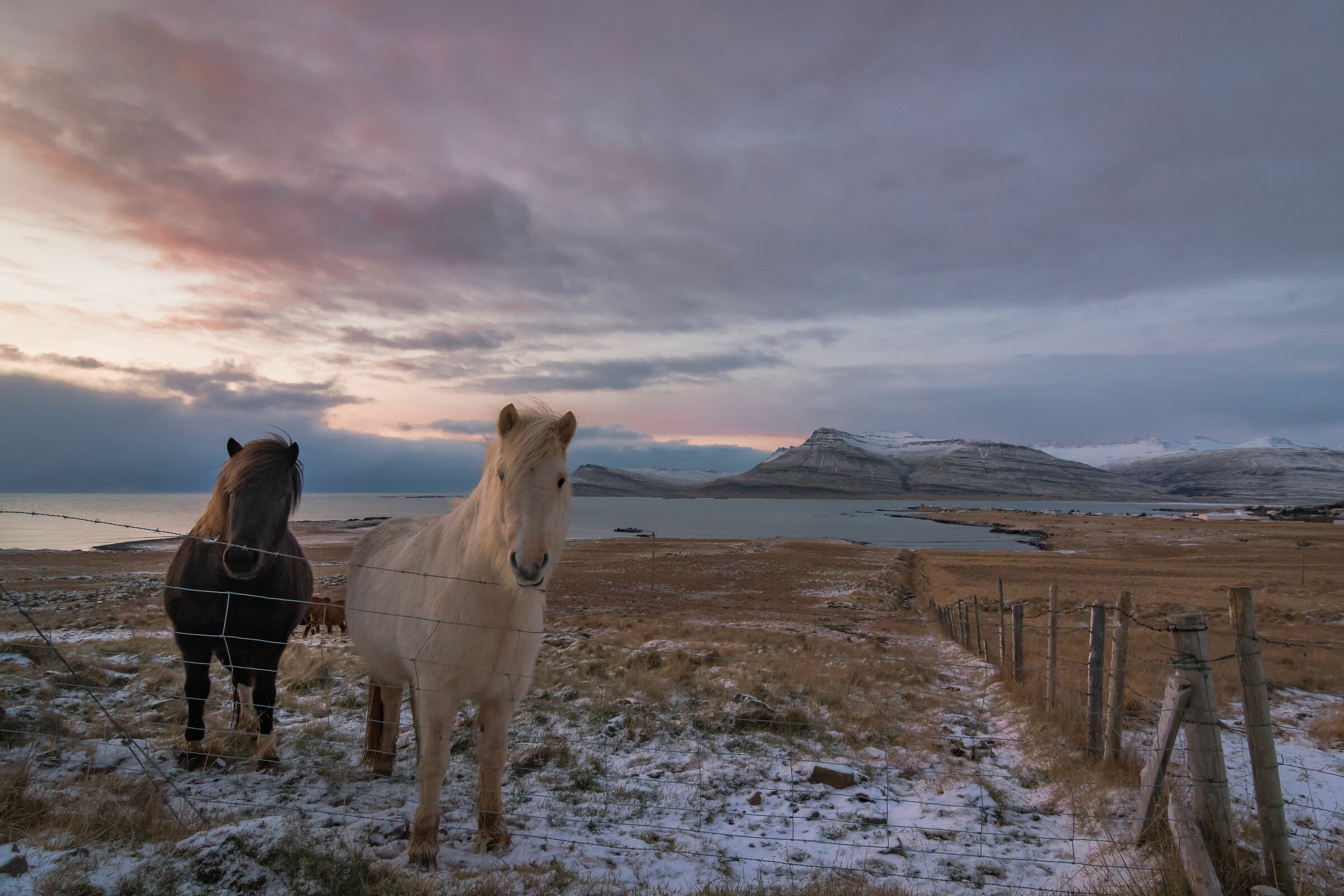 Icelandic horses