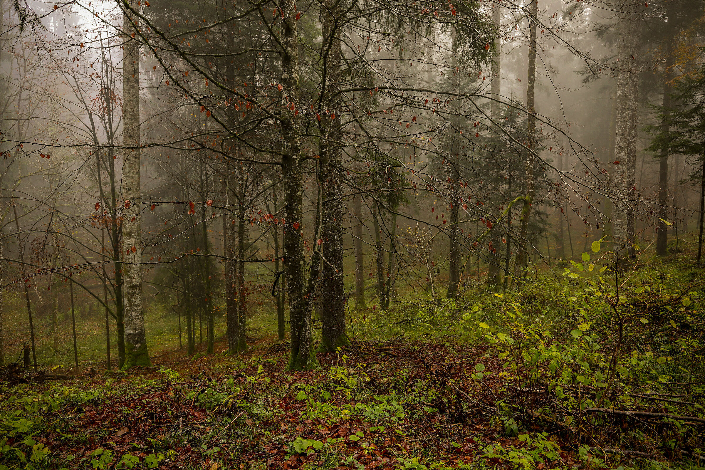 The LastPicture of the Woods