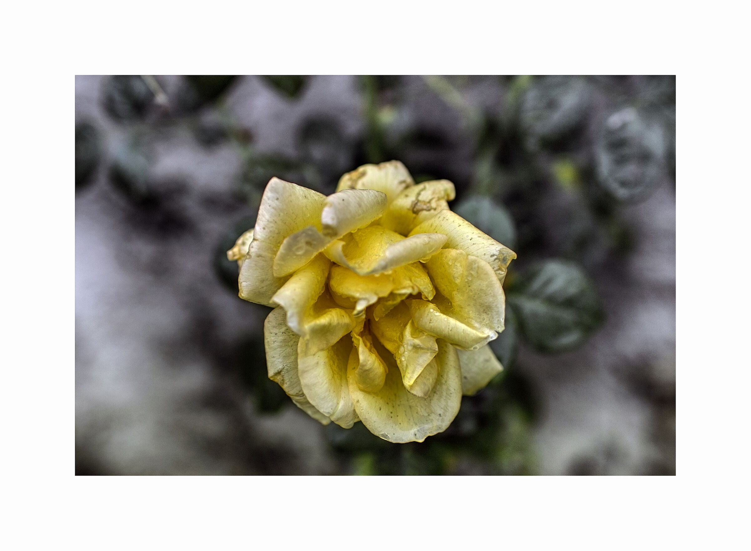 Little pleasures from Foveon