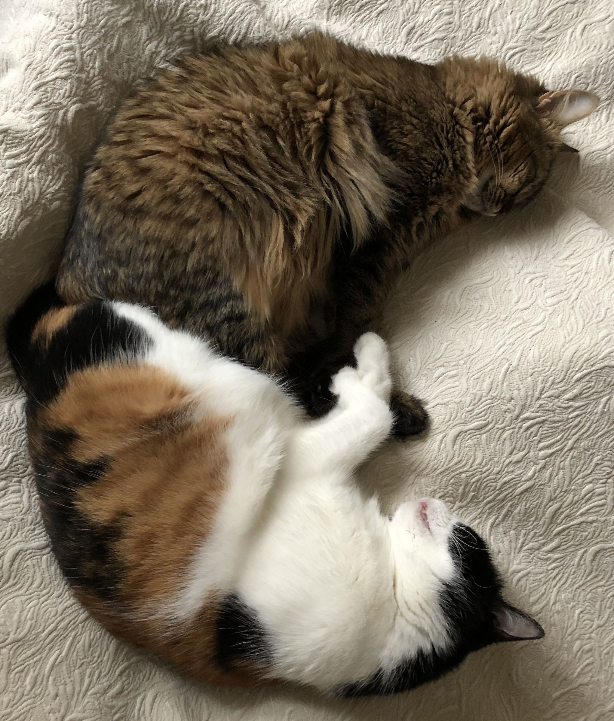 Yin and Yang Lola and Nala Sleepy Amazons