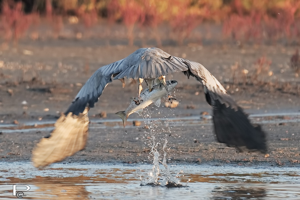 Airone cenerino in pesca. (Ardea cinerea)