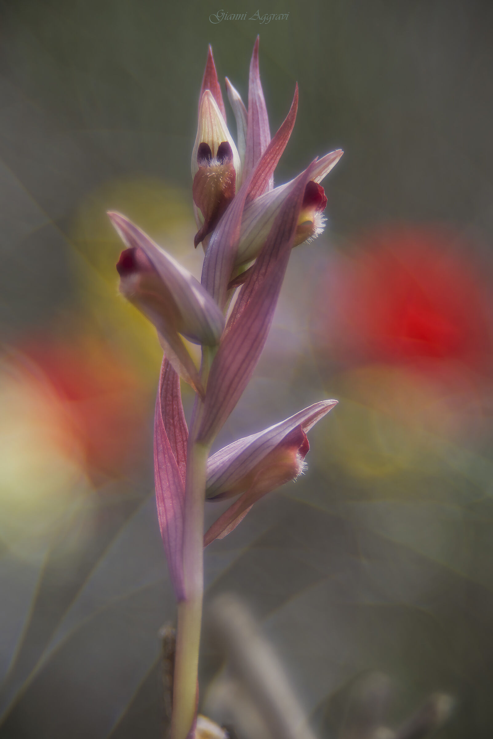 Magicamente Trioplan