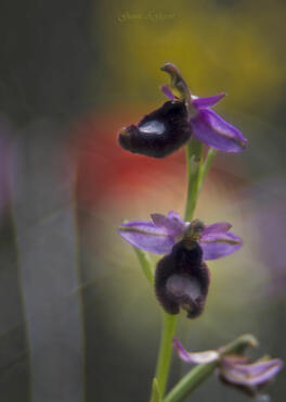 Ophrys bertolonii
