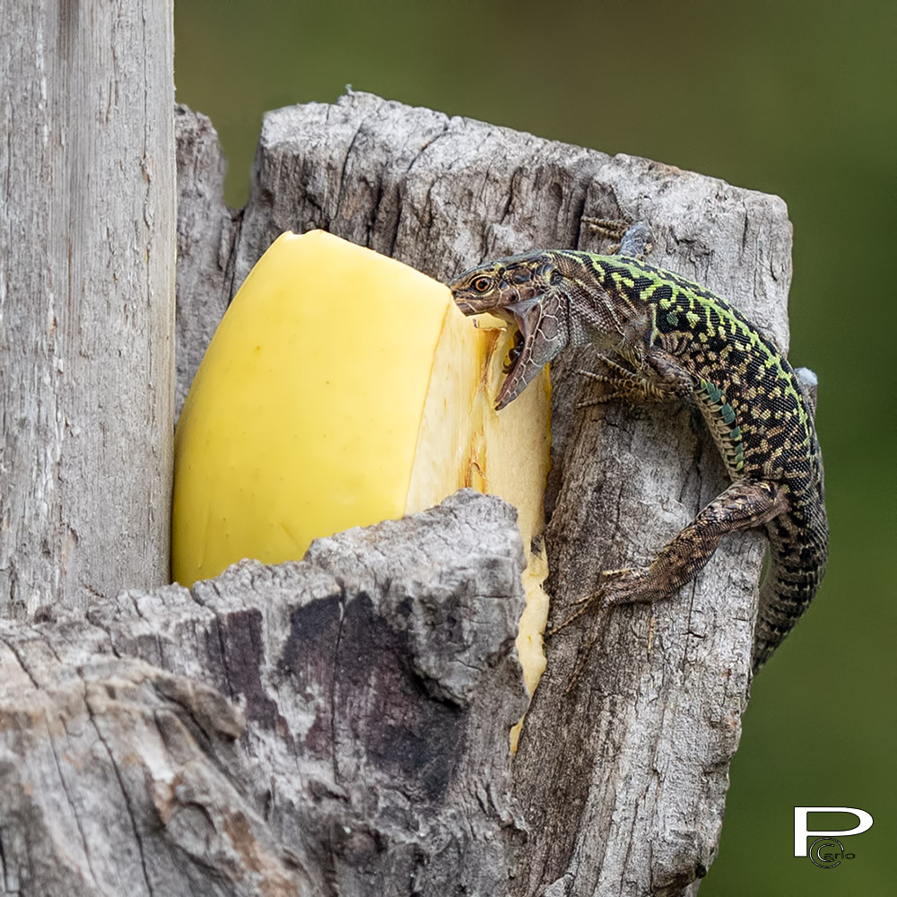 ..anche le Lucertole mangiano la frutta!!!!
