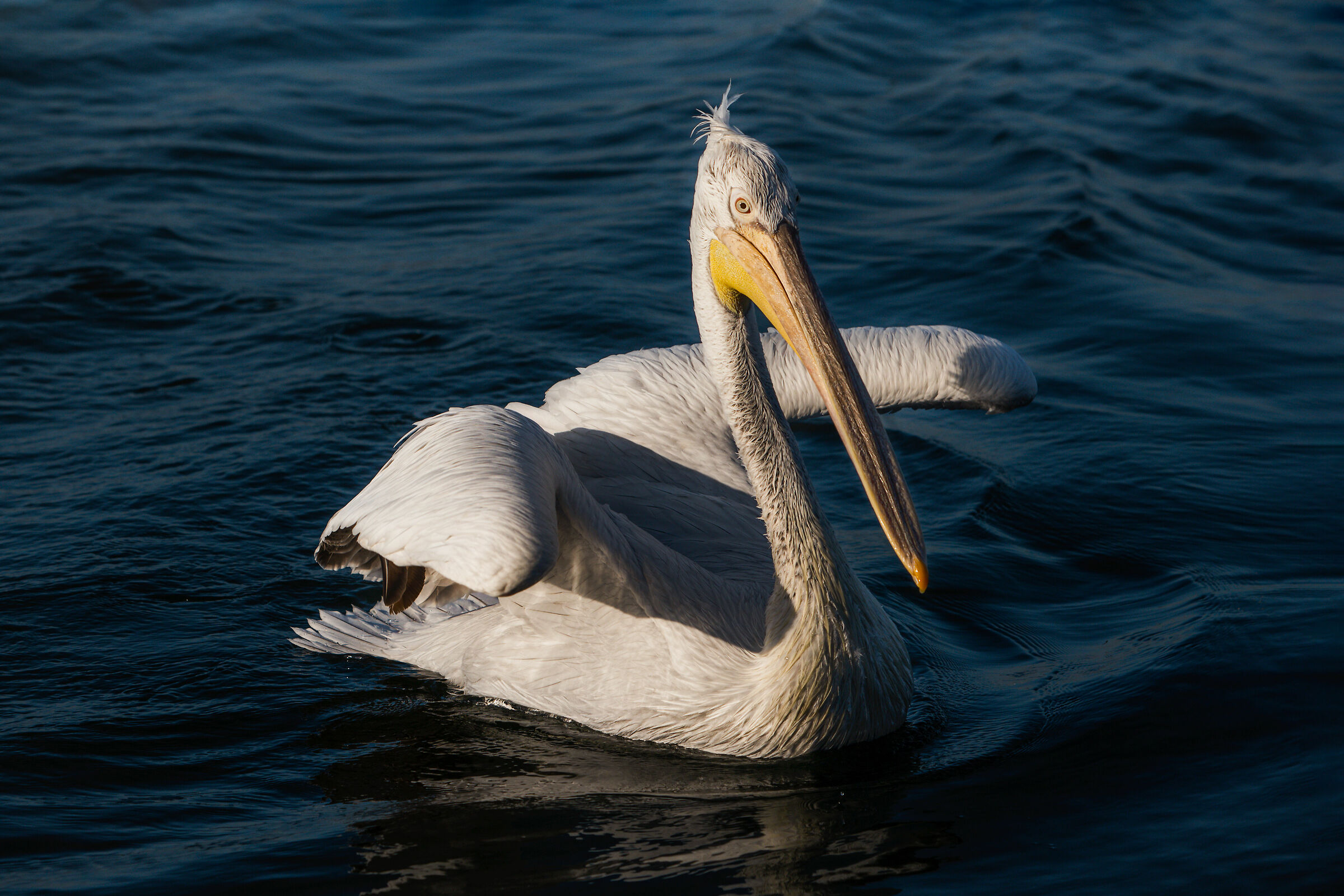 Poor man's birding 8-)