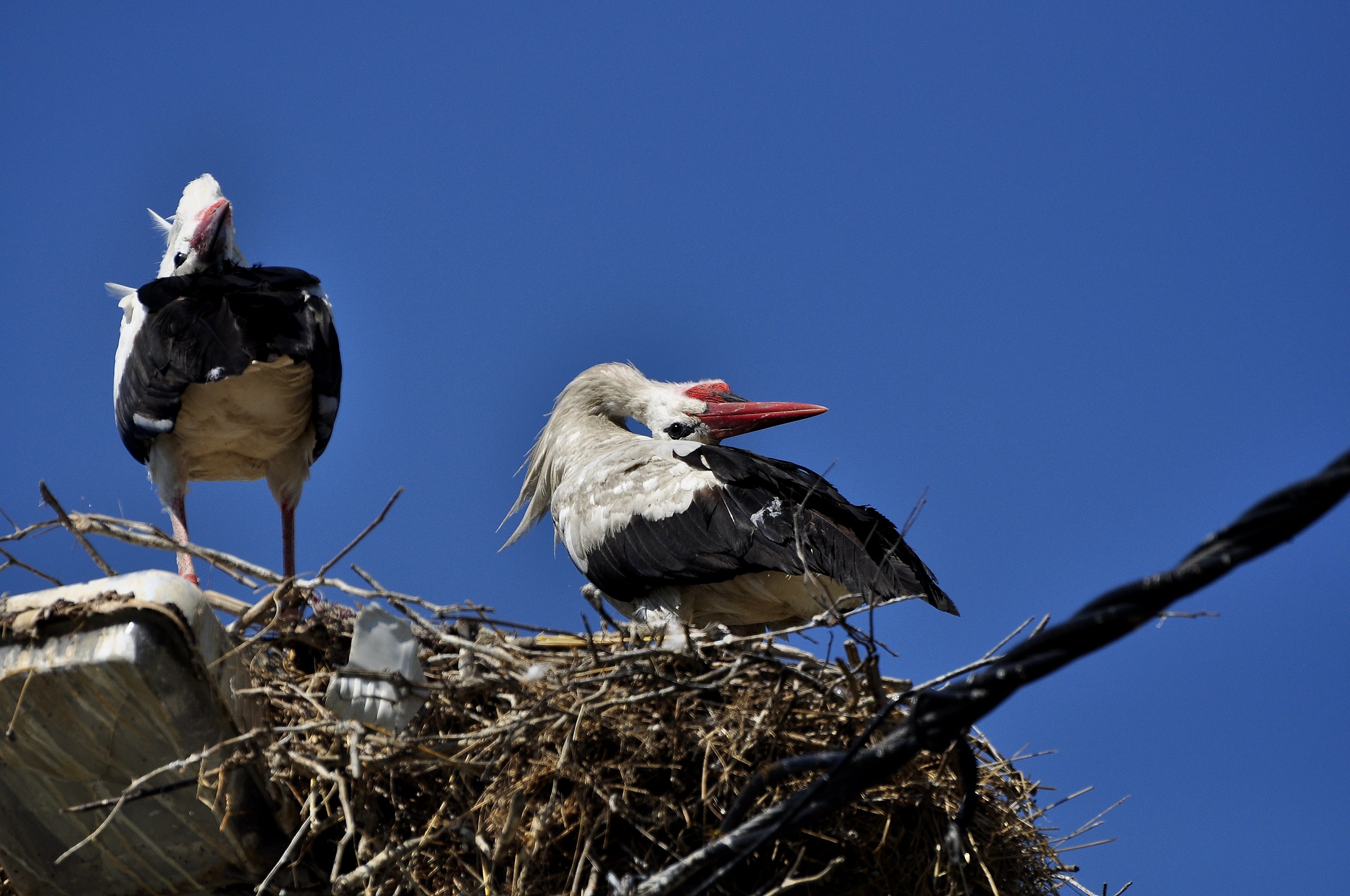 stork