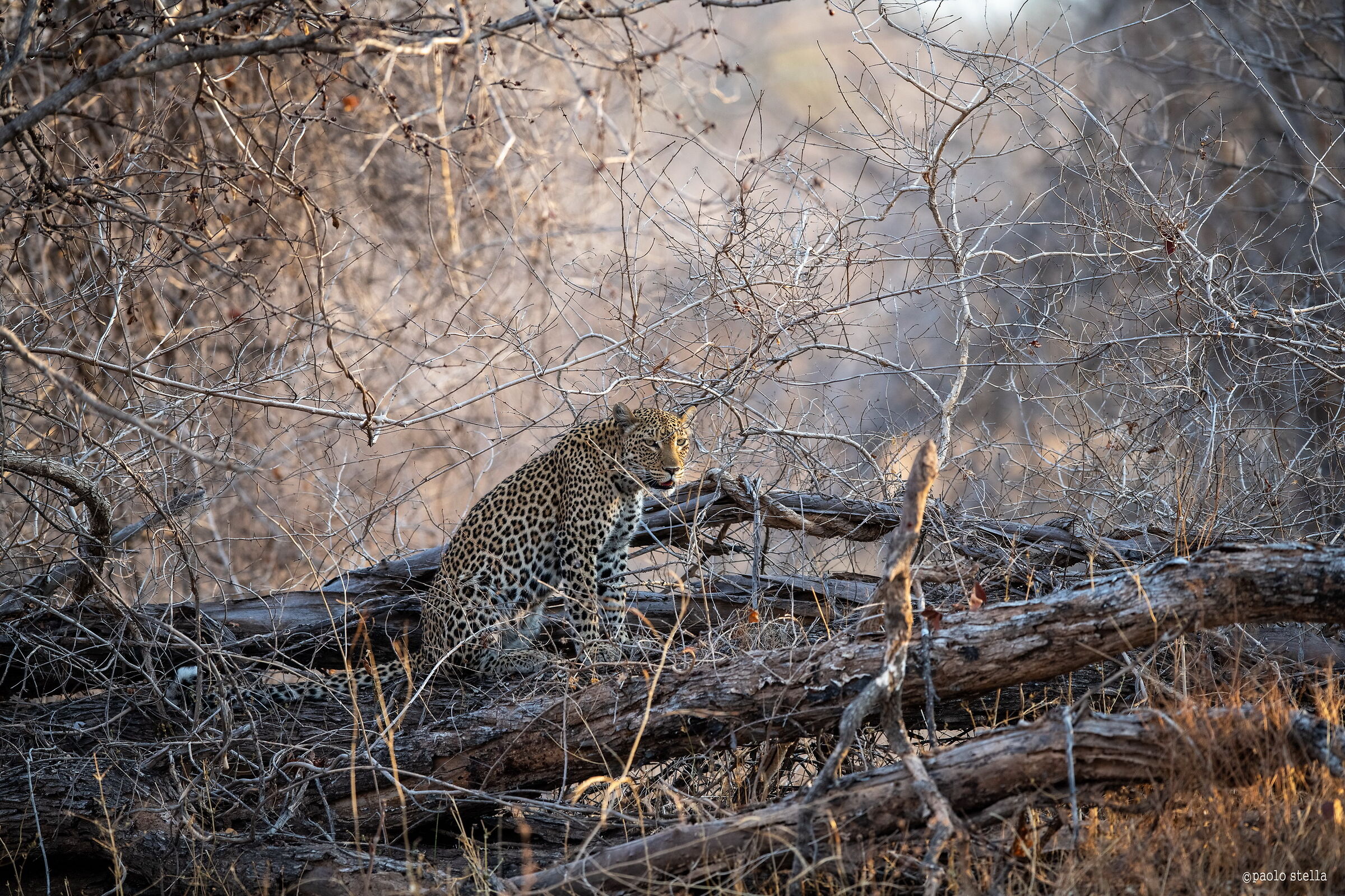 waiting between the branches
