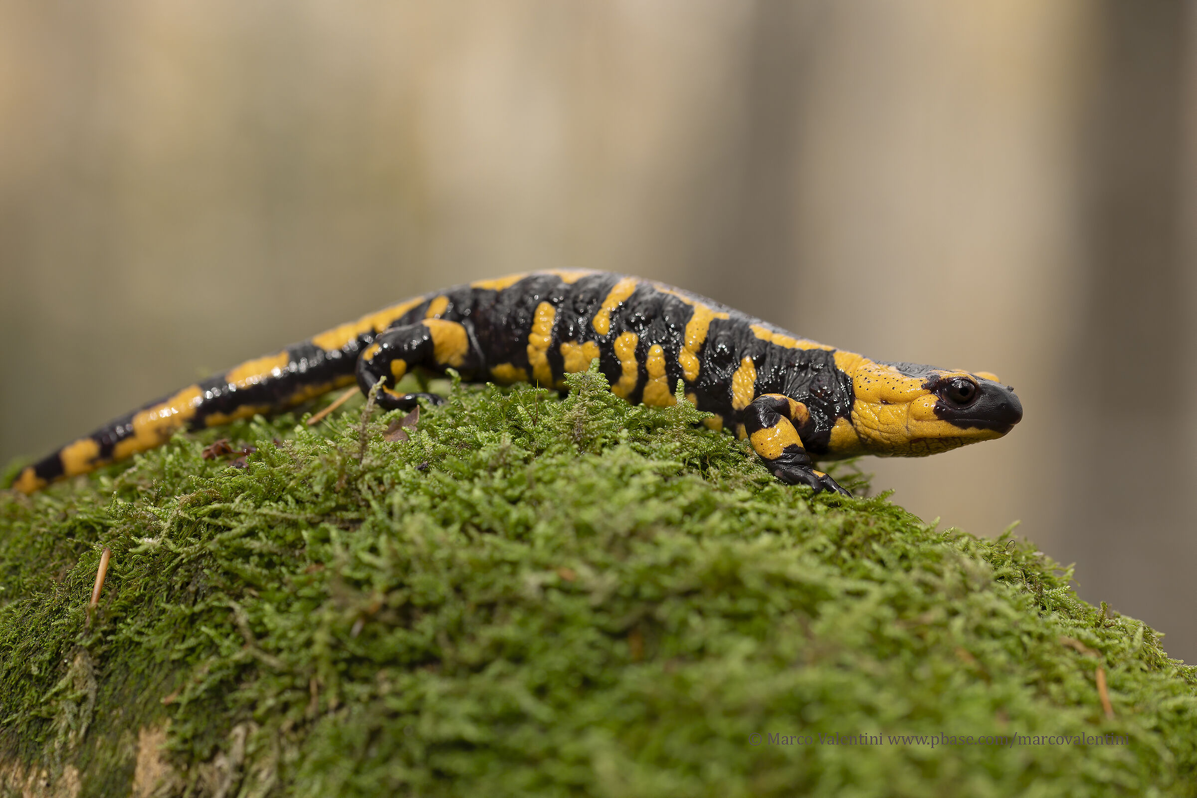 Peat salamander