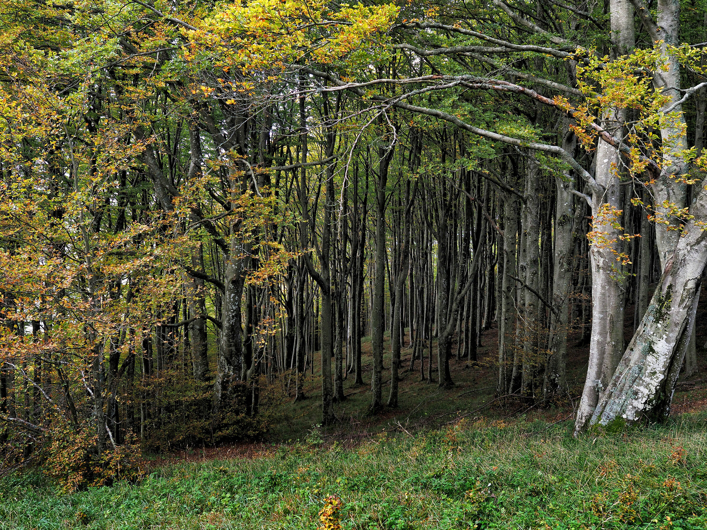 Forests of The Town of The Town 1