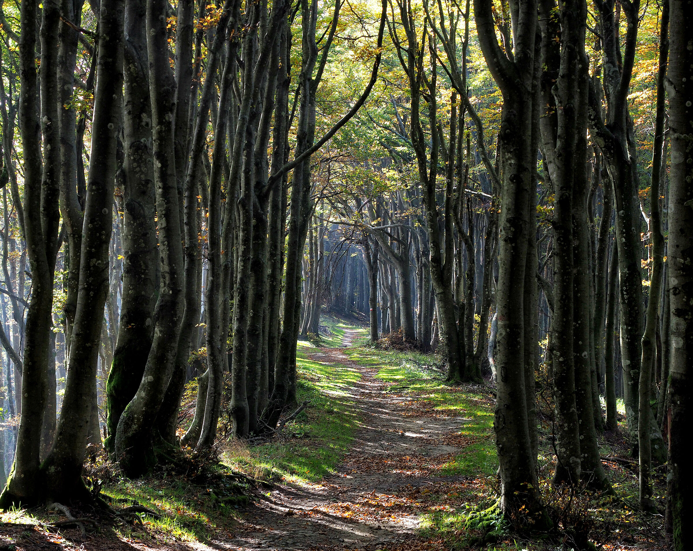 foreste casentinesi 3