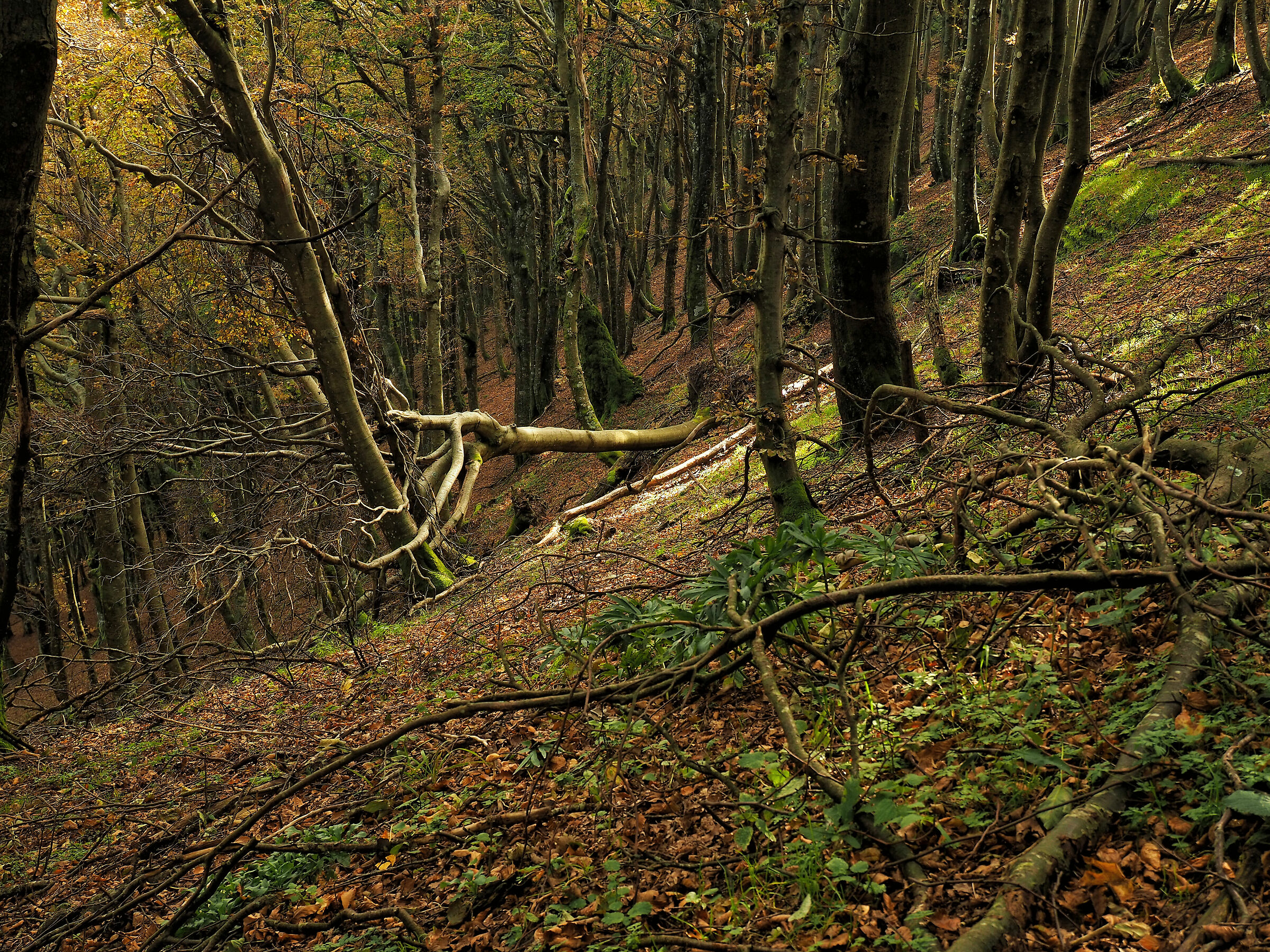 Forests of The Town of The Town 4