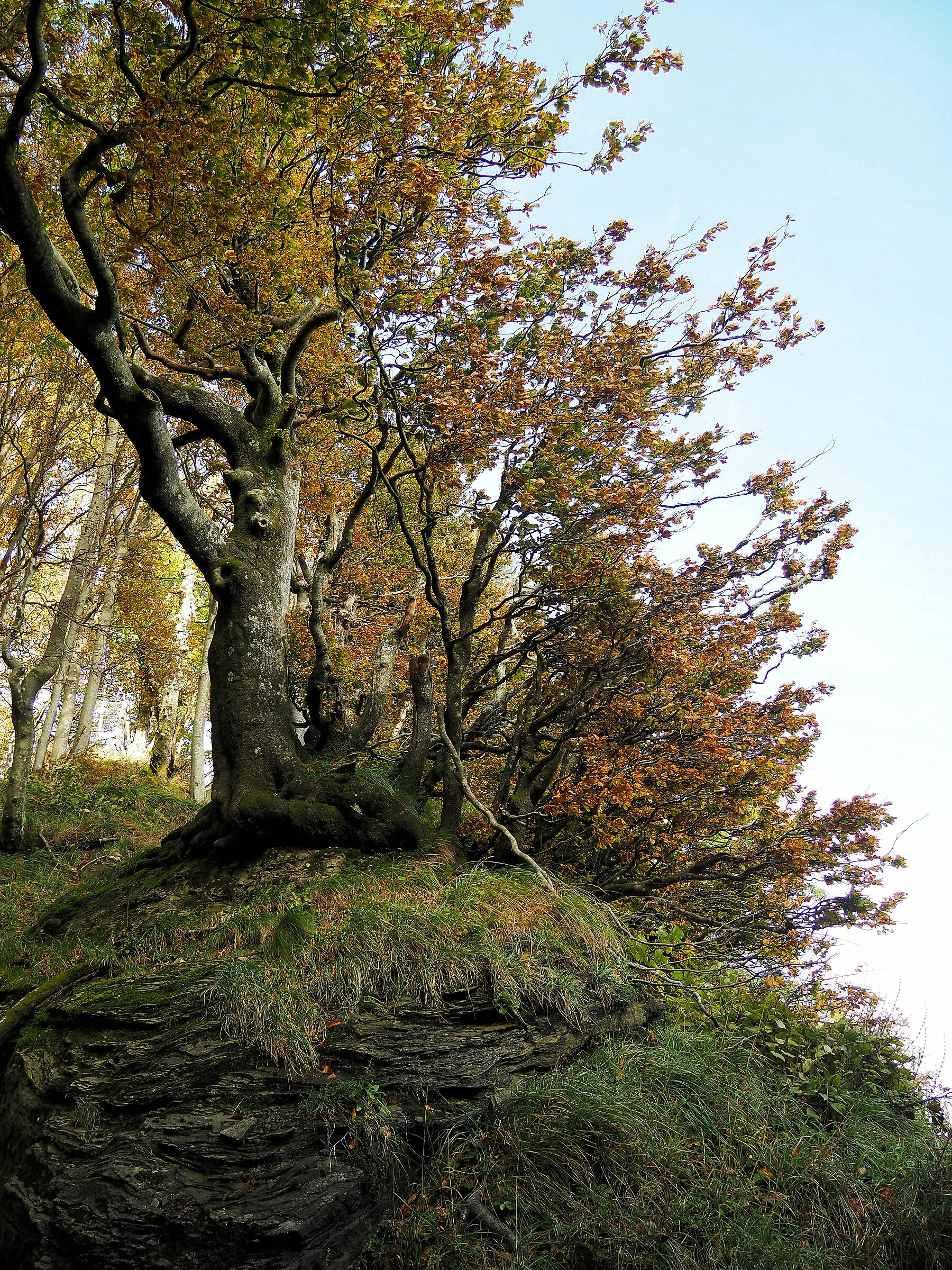 foreste casentinesi 6