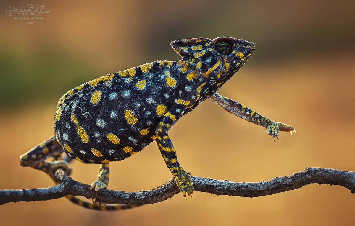 Arabian chameleon