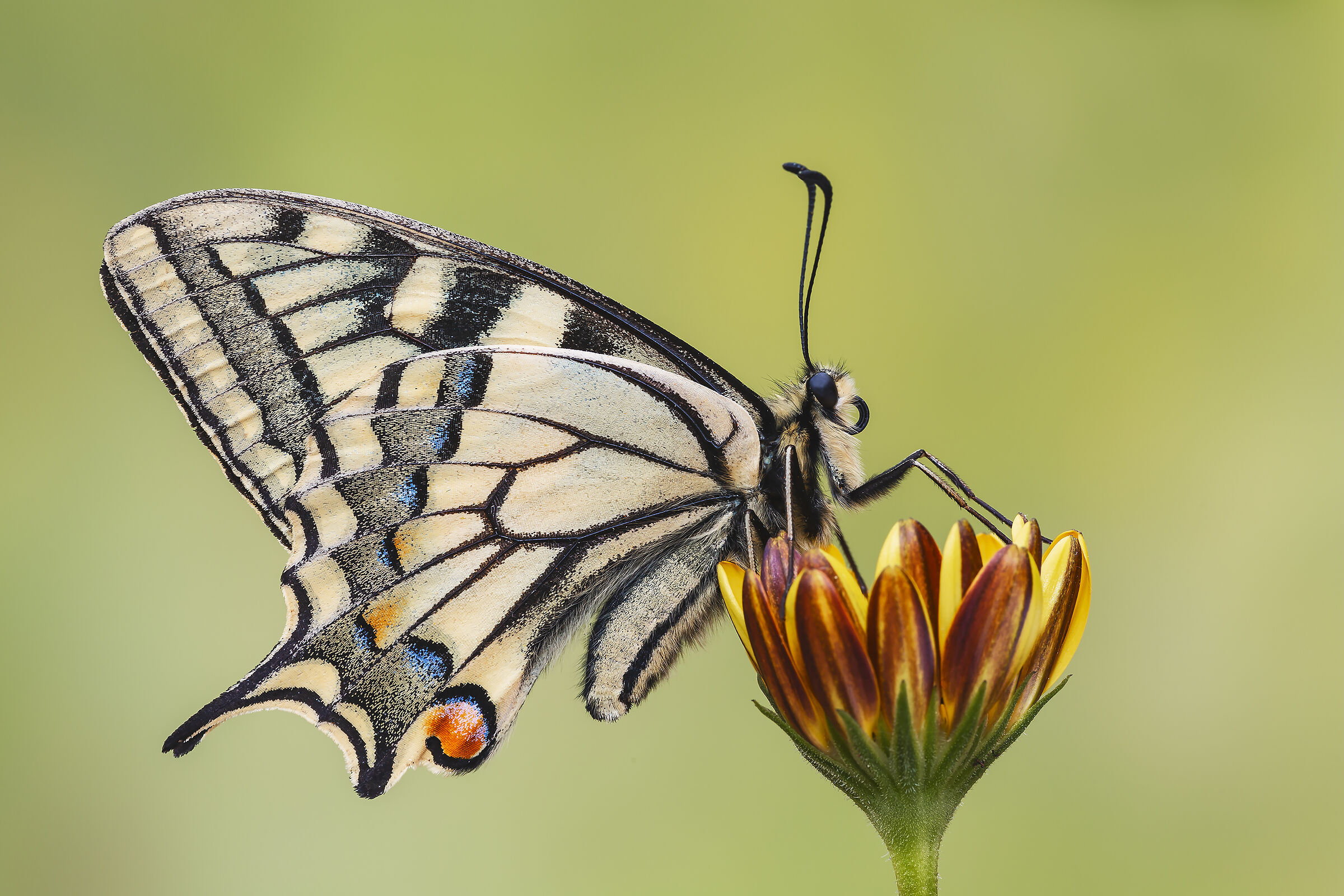 Swallowtail