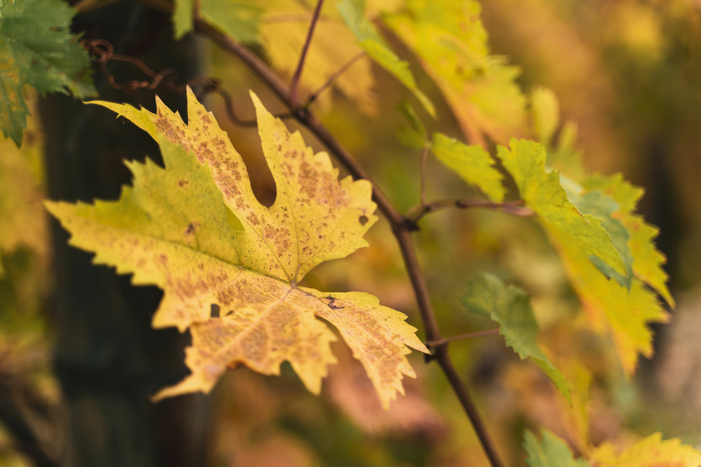 Autumn in the Marches