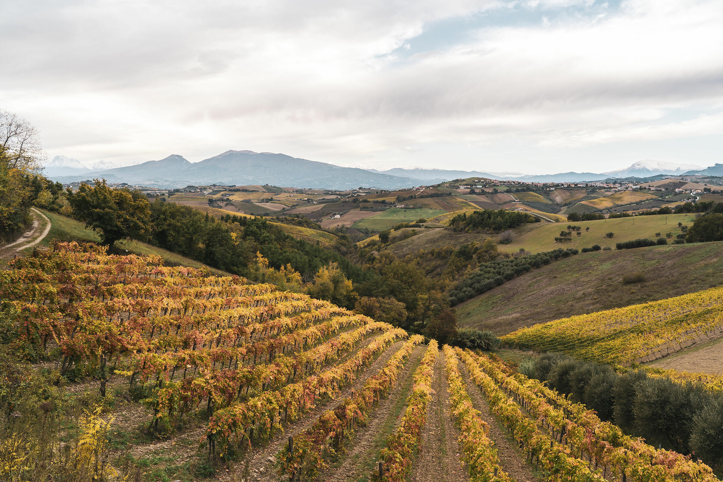 Vineyard in Autumn - Marche - Italy