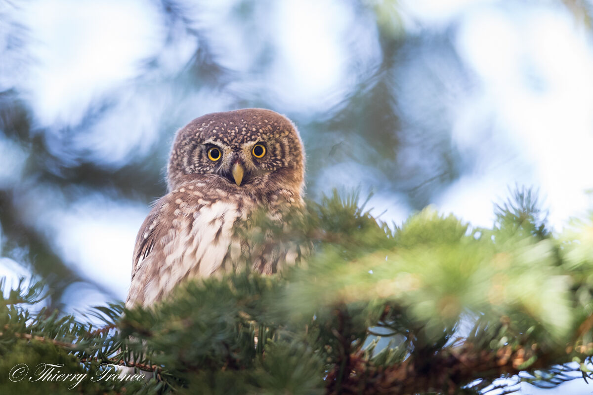 Dwarf Owl