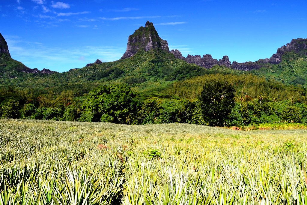 Route des Ananas a moorea