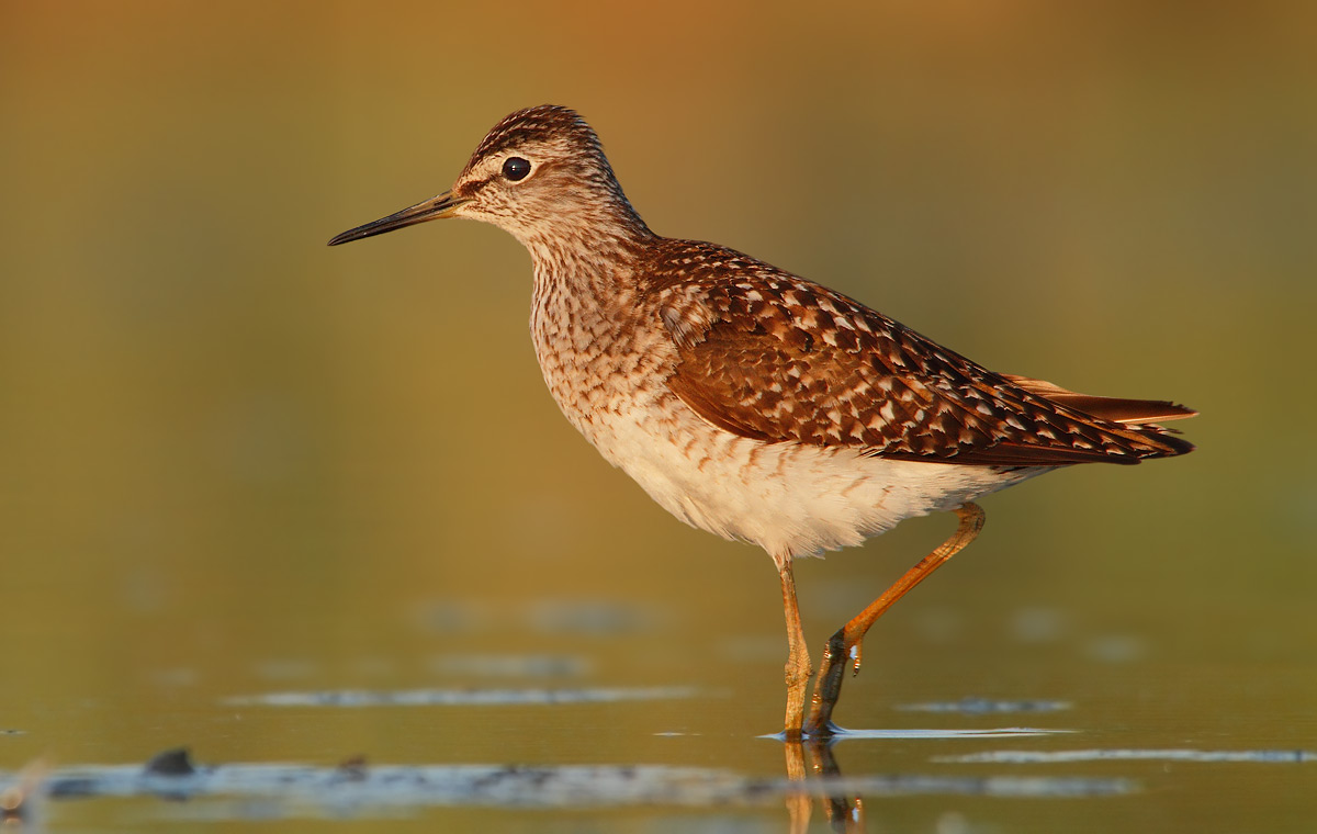 sandpiper boschereccio