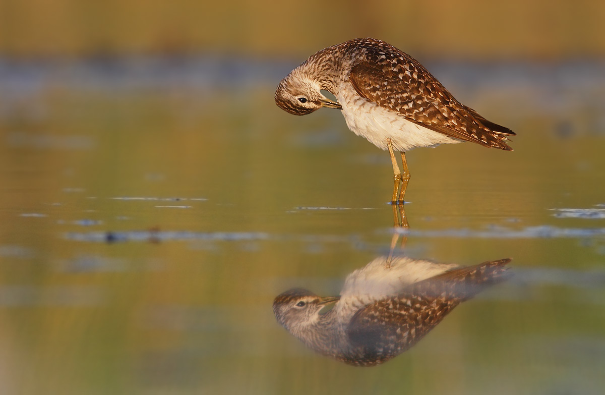 sandpiper boschereccio