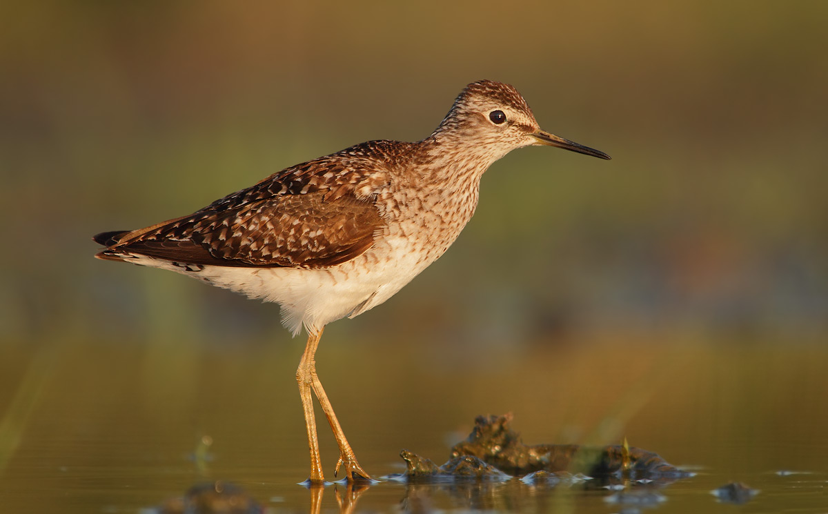 sandpiper boschereccio