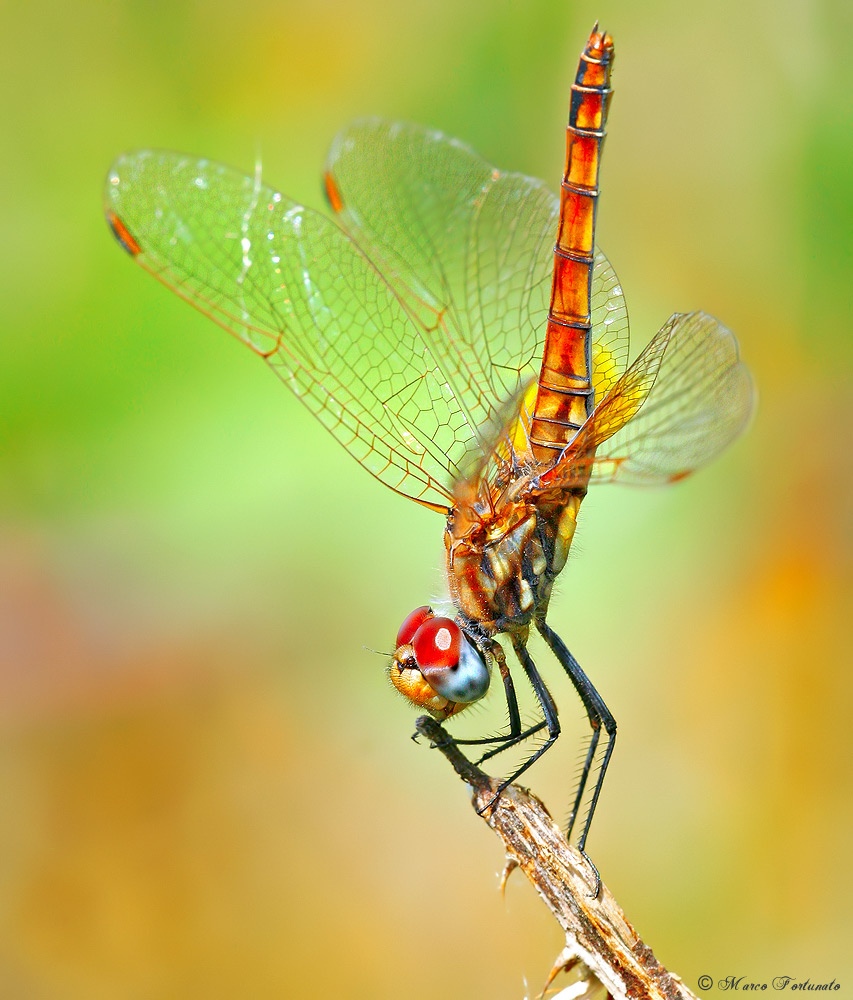 Trithemis annulata femmina