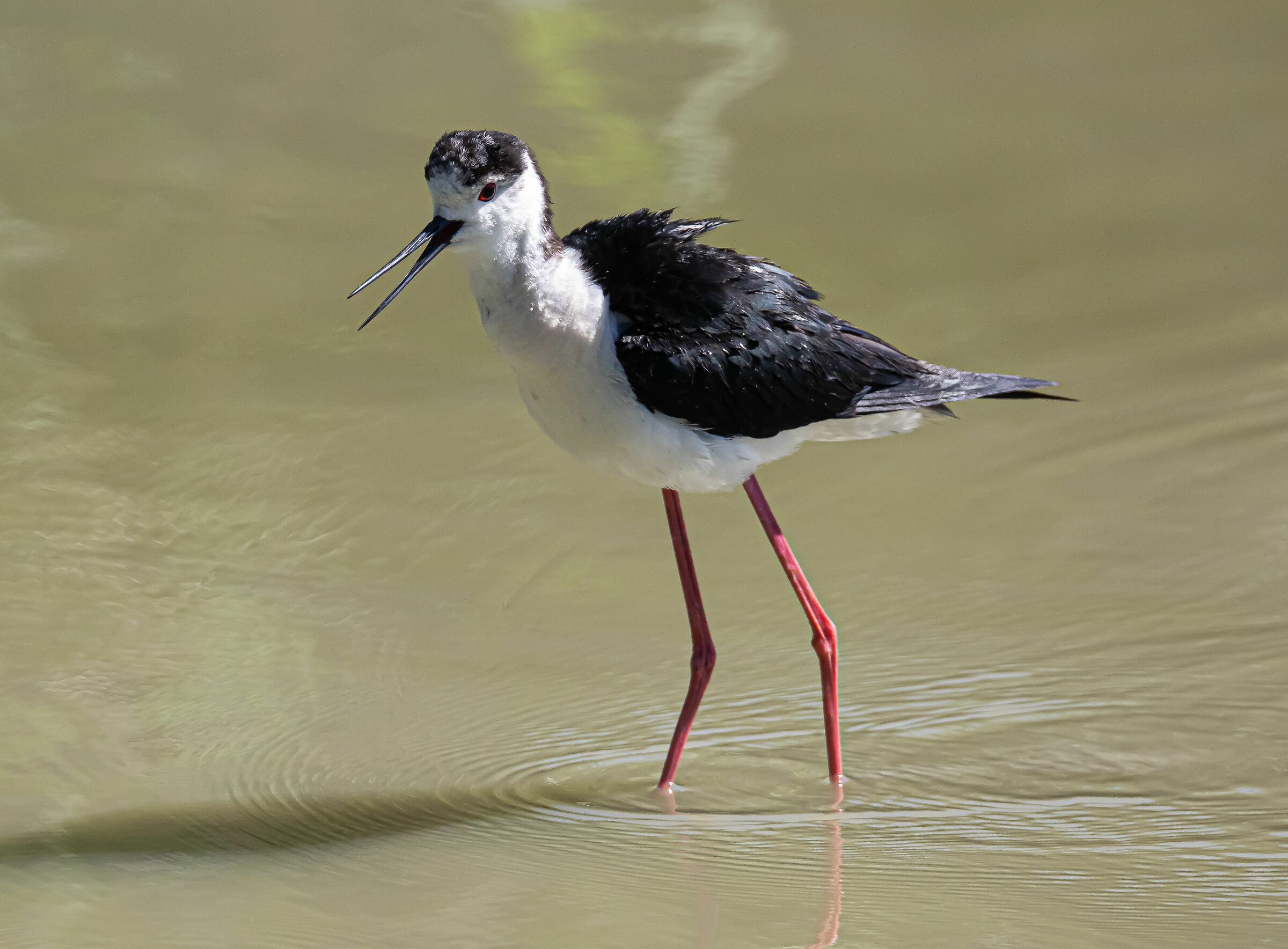 I have to go to the hairdresser