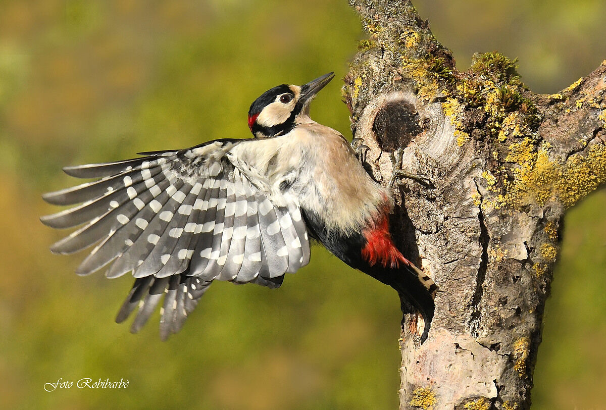 Major red woodpecker....