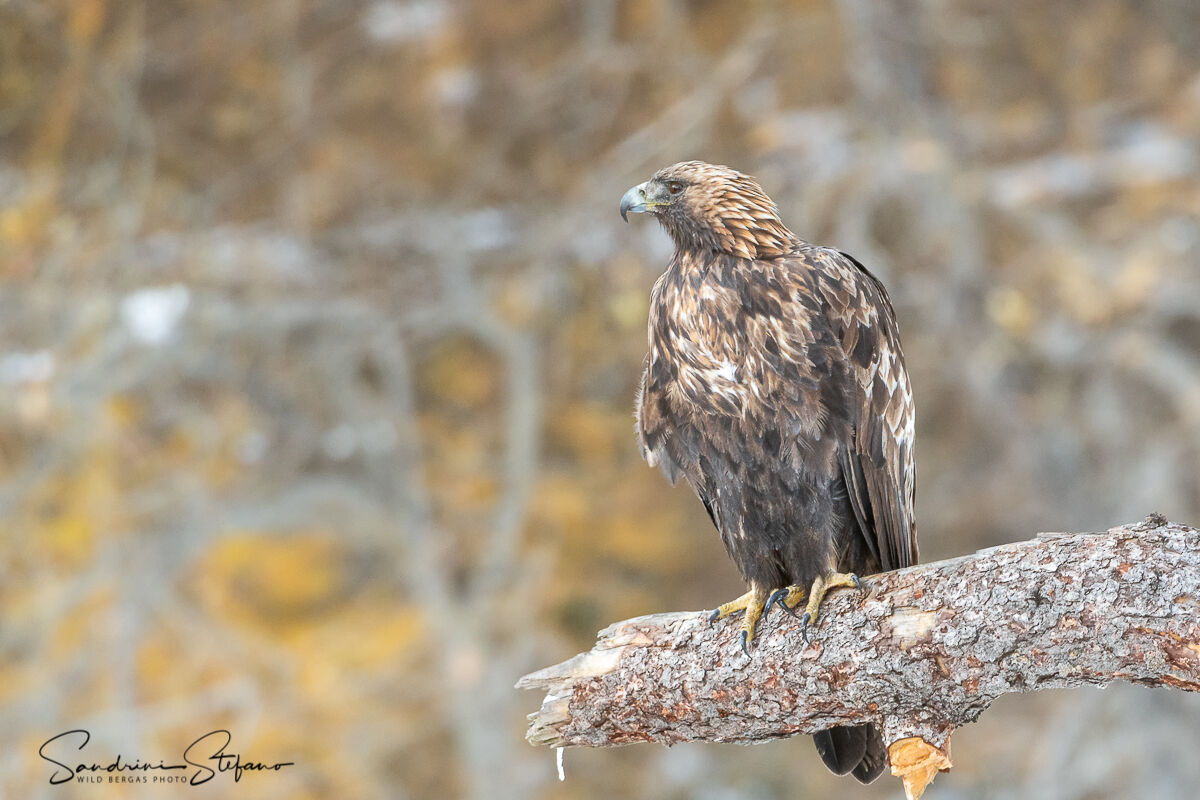 Aquila Reale