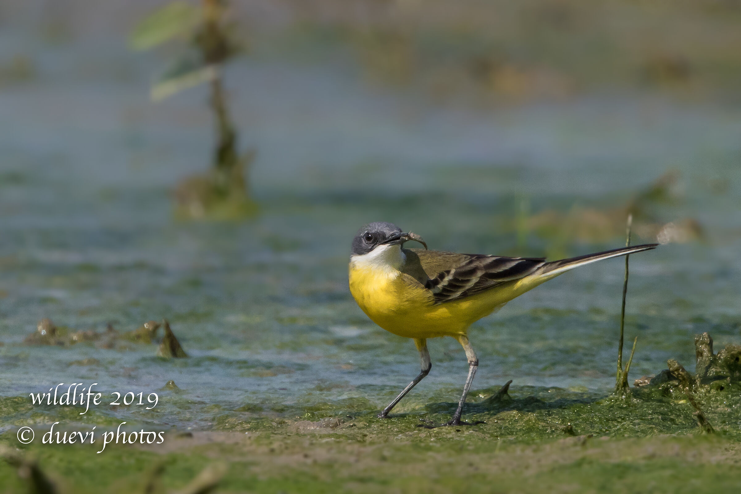 Cutrettola - Motacilla flava