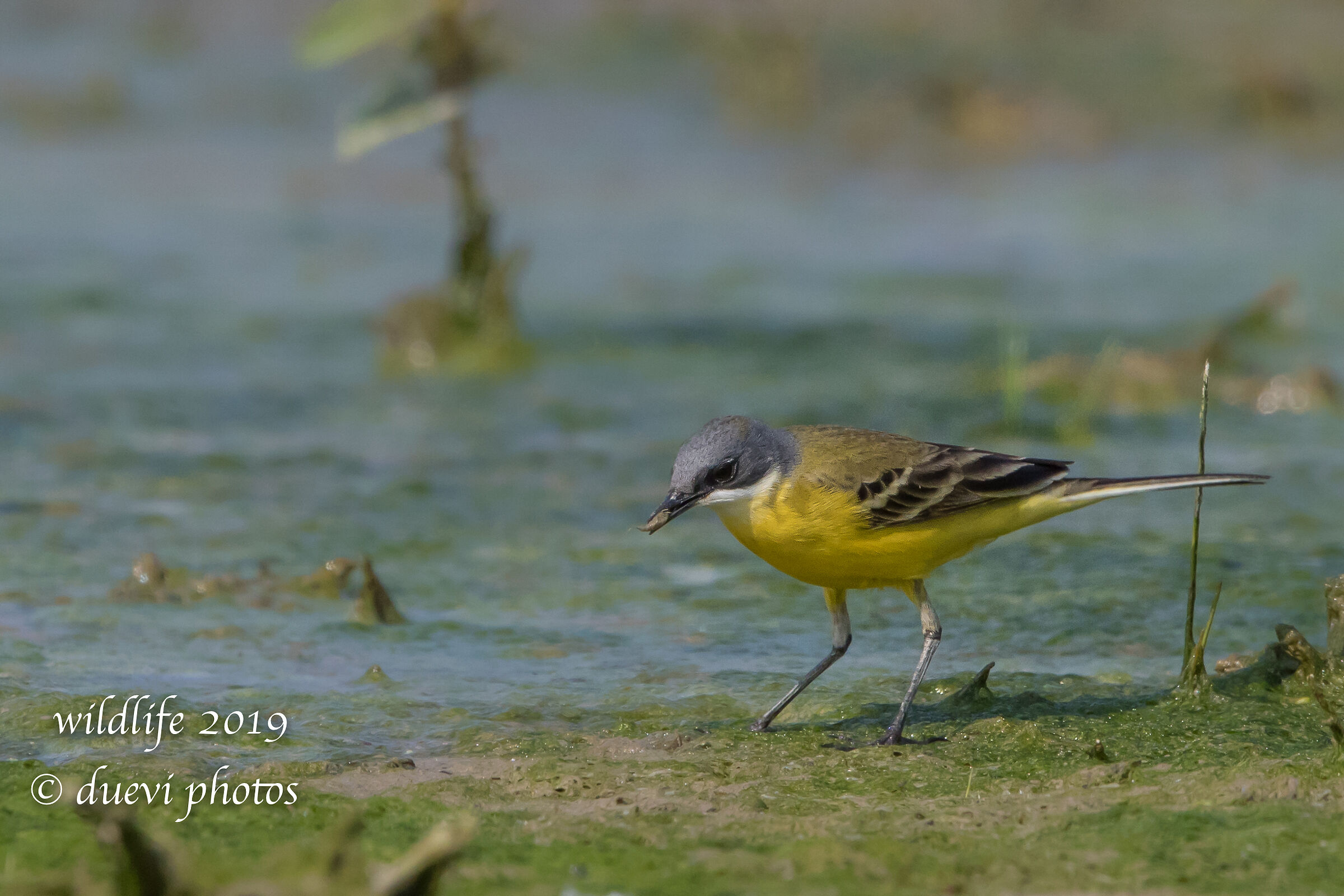 Cutrettola - Motacilla flava