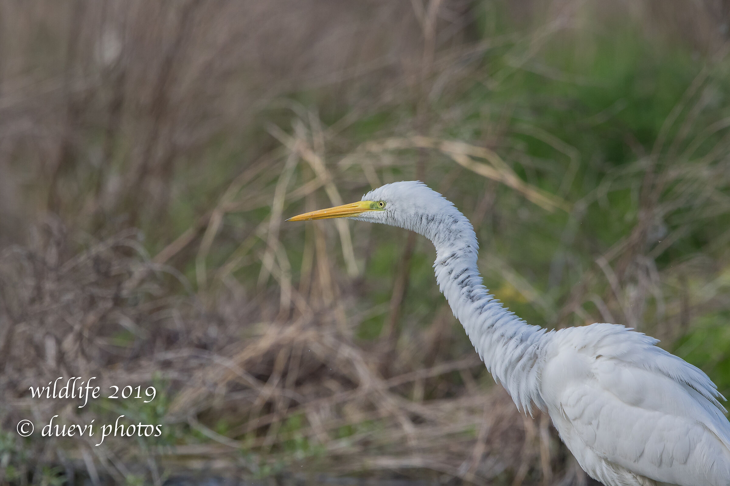 Airone bianco maggiore - Casmerodius albus