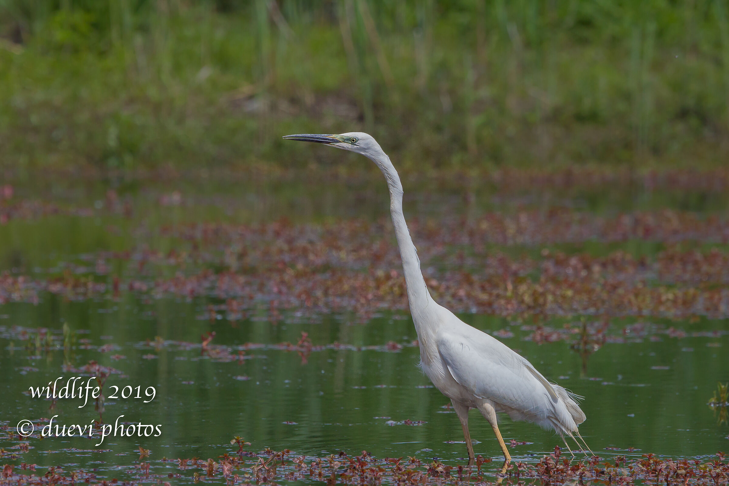 Airone bianco maggiore - Casmerodius albus