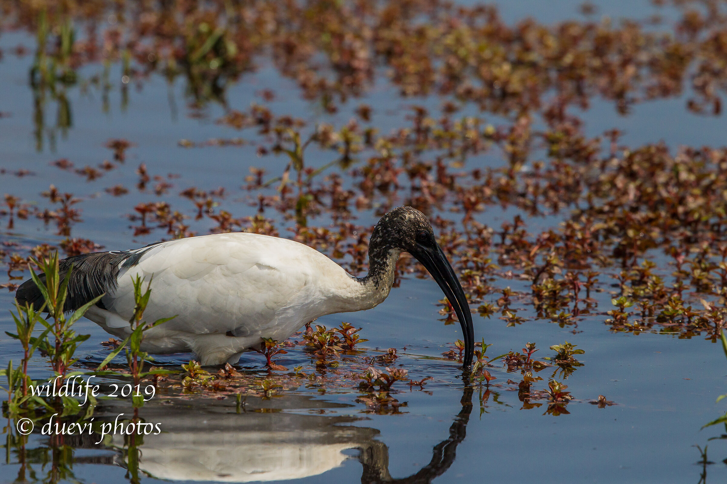 Sacred Ibis - Threskiornis aethiopicus