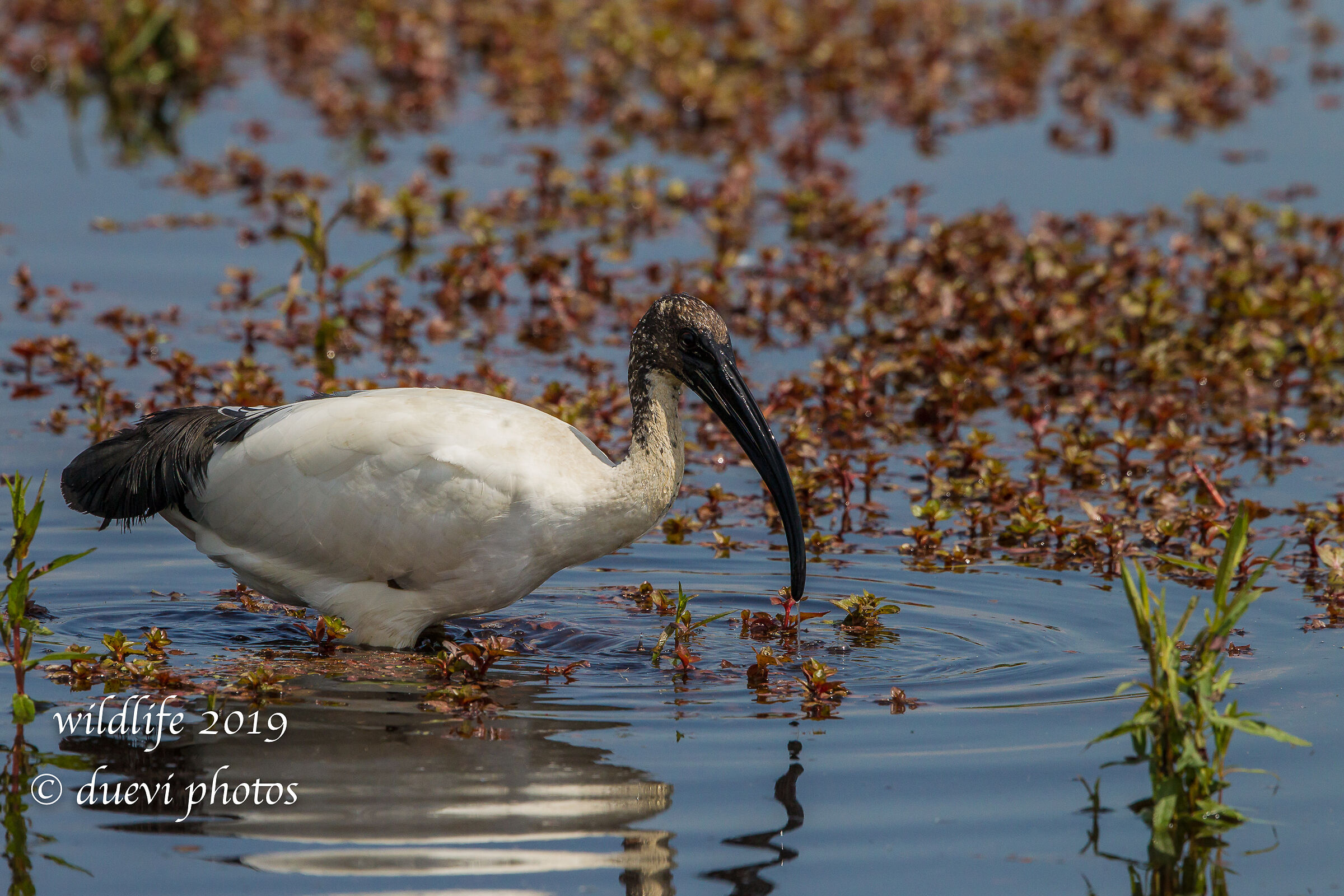 Sacred Ibis - Threskiornis aethiopicus