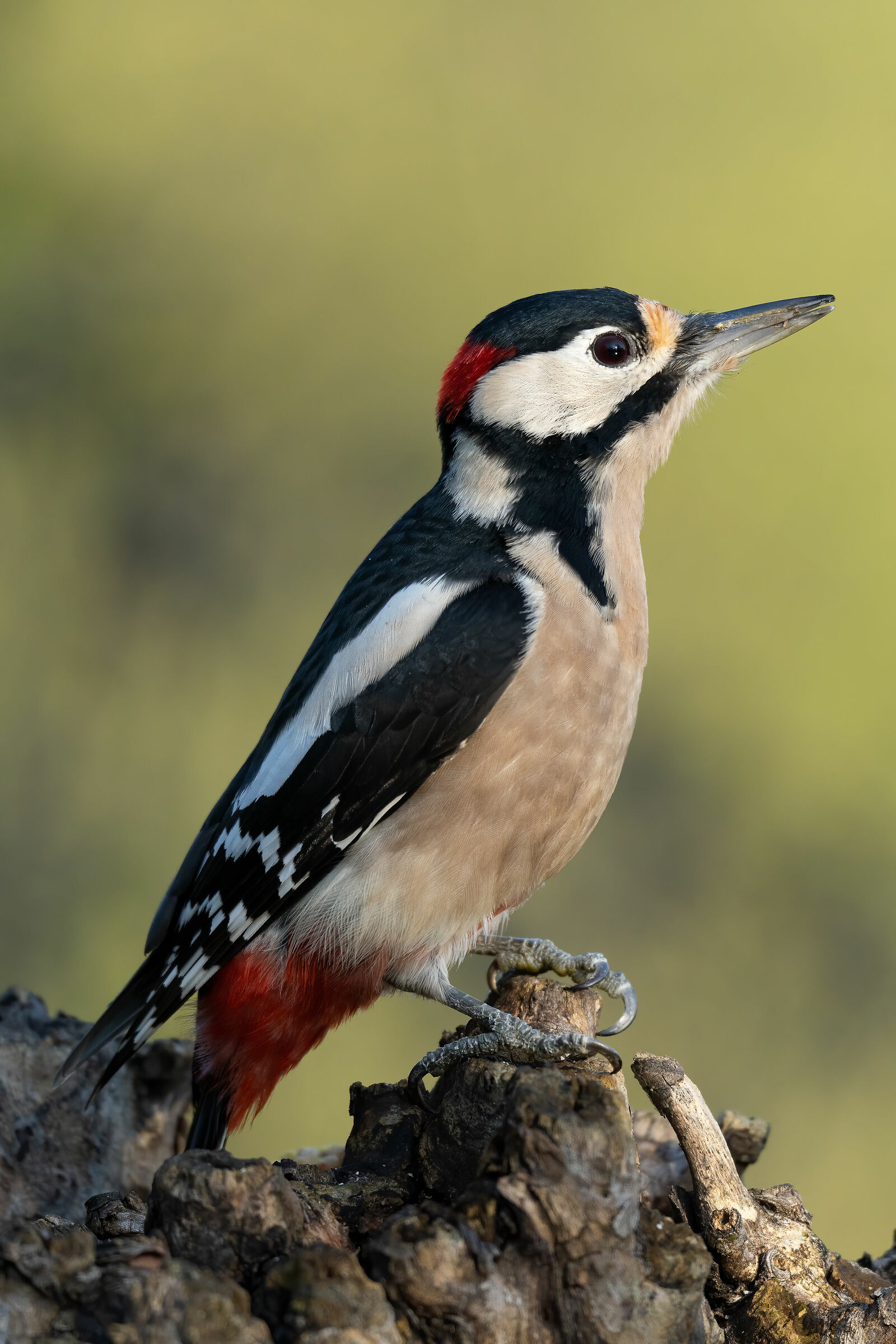 Red woodpecker
