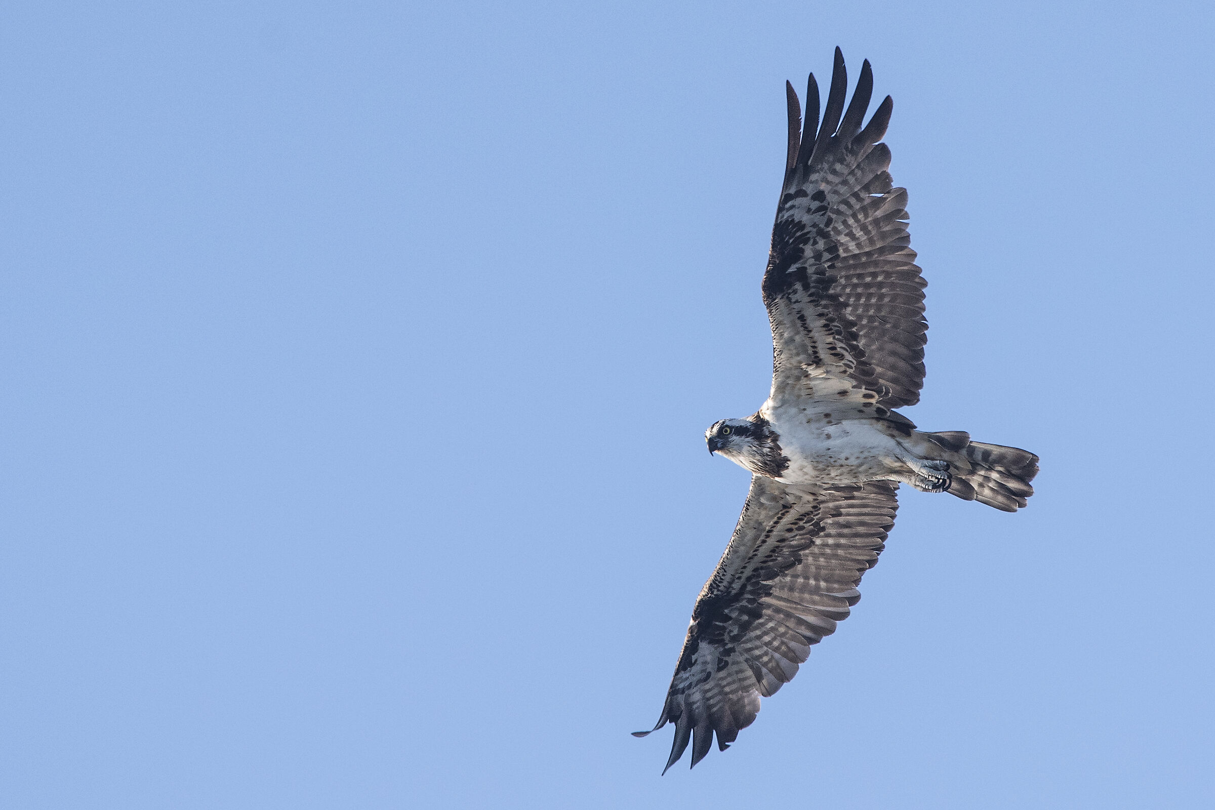 Águia-pesqueira (Pandion haliaetus) Esposende,Portuga...