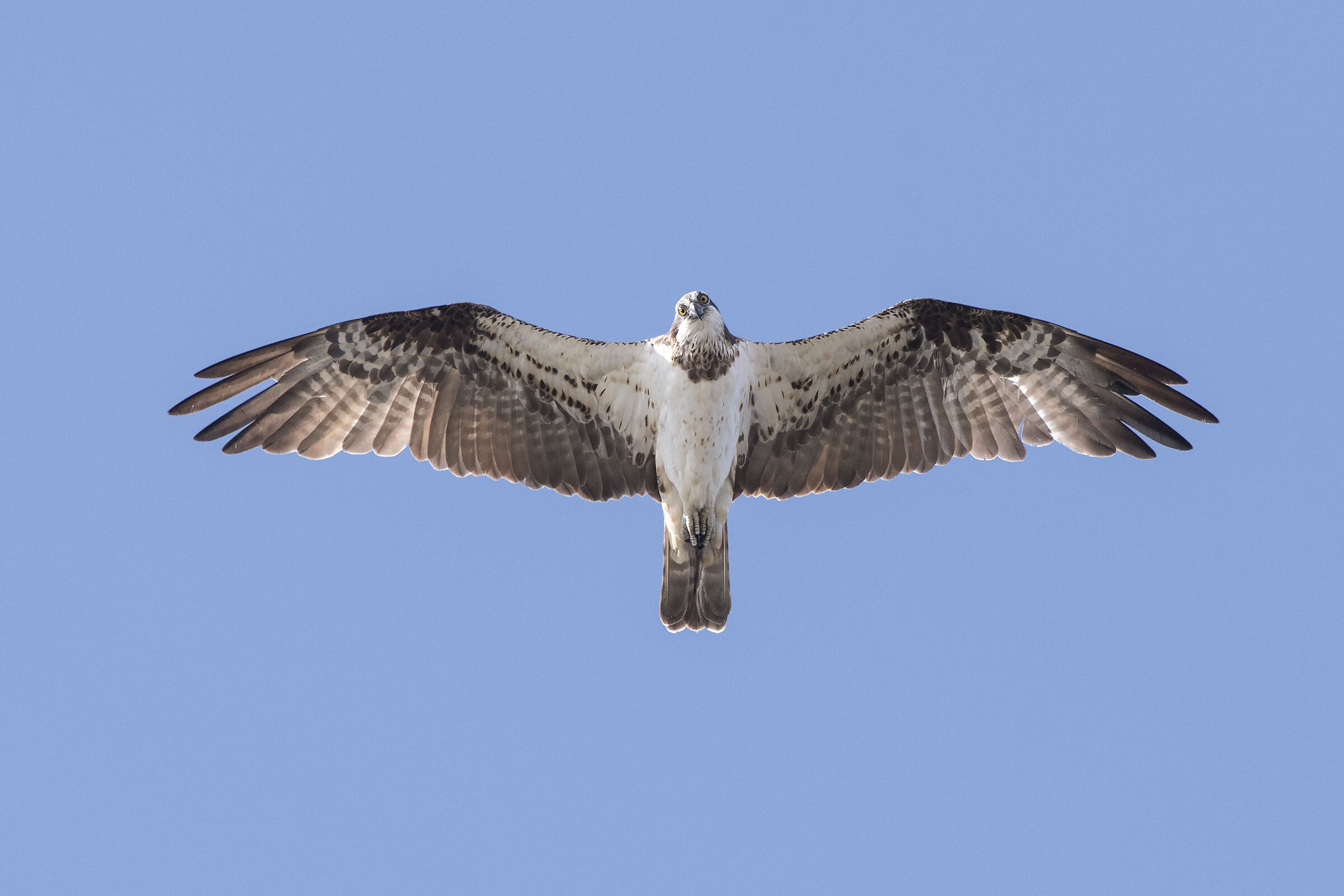 Águia-pesqueira (Pandion haliaetus) Esposende,Portuga...