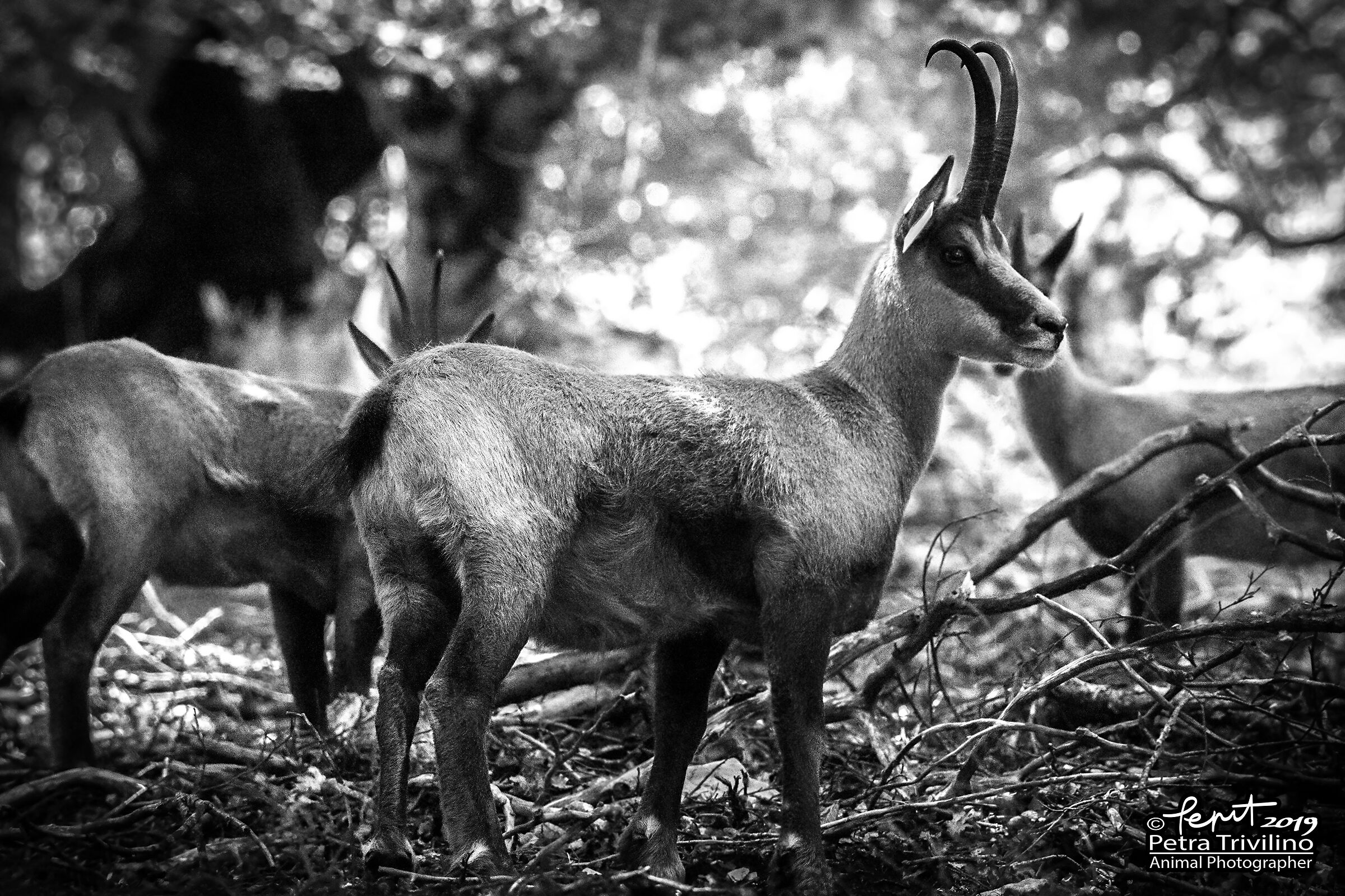 Waiting chamois group-b&w