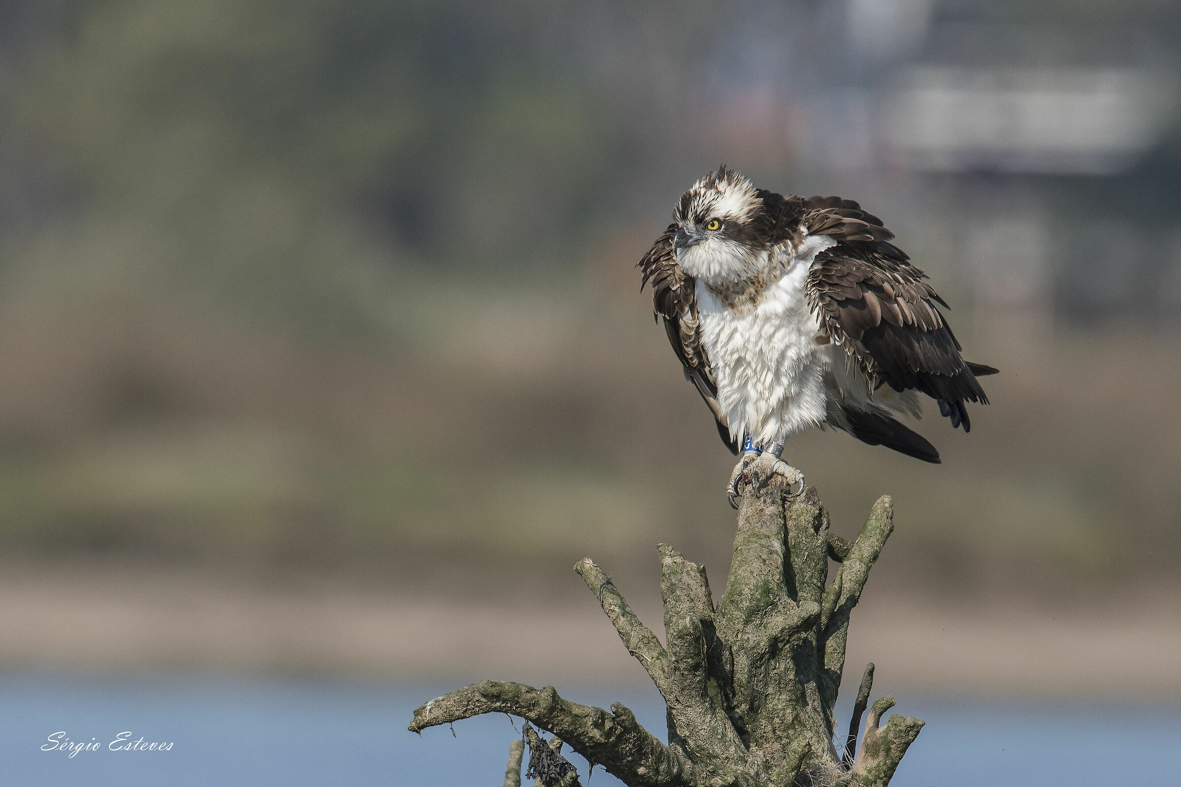 Águia-pesqueira (Pandion haliaetus) Esposende,Portuga...
