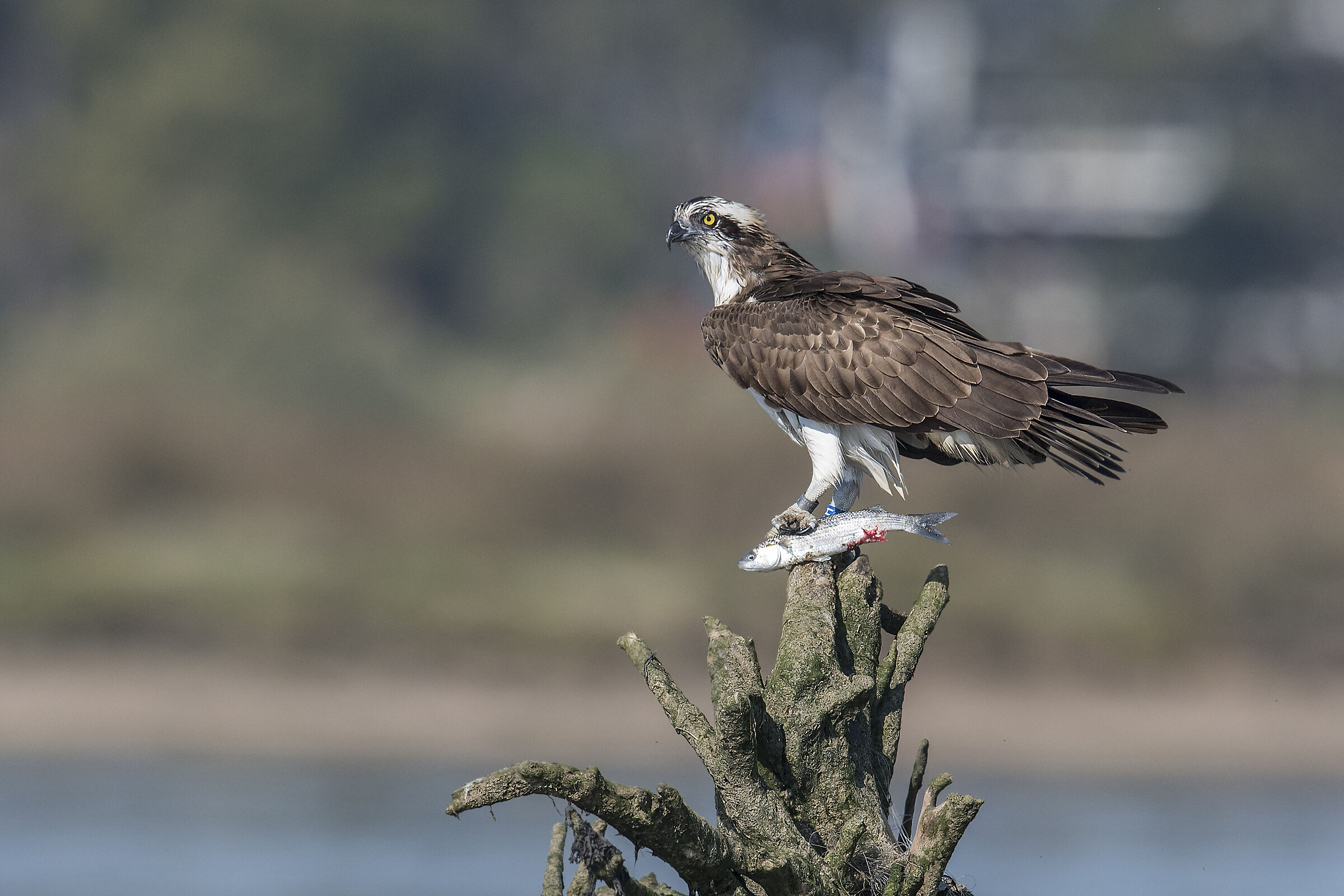 Águia-pesqueira (Pandion haliaetus) Esposende,Portuga...