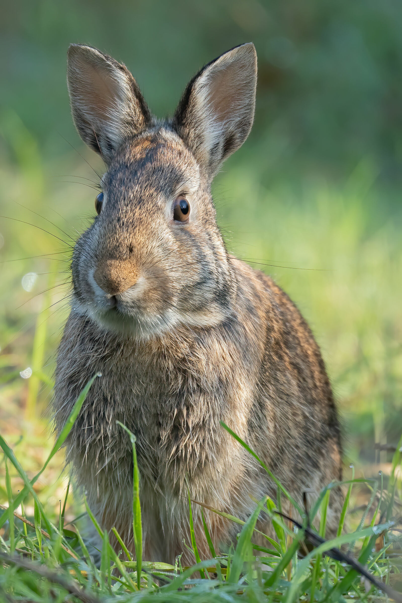 Hare