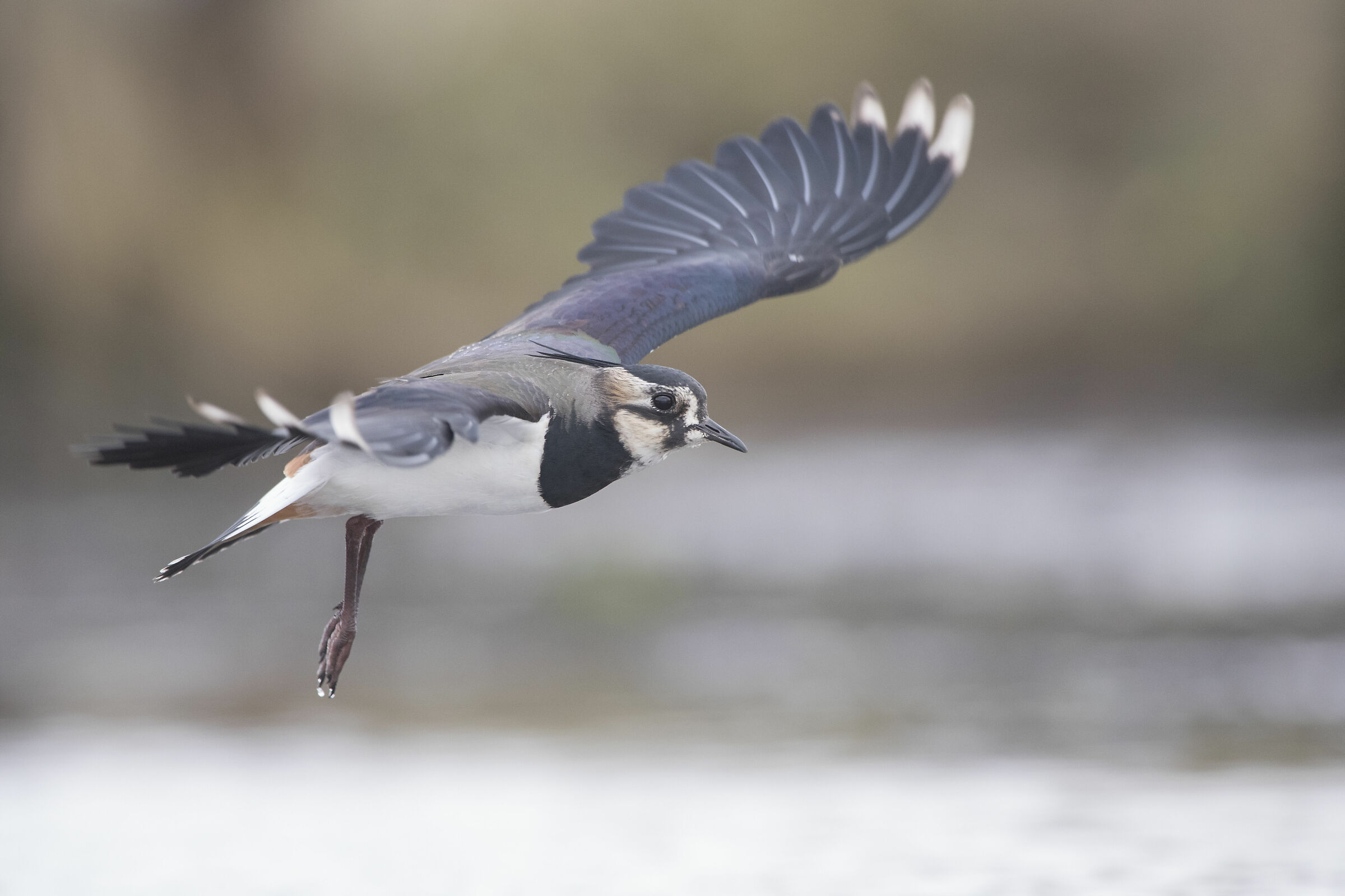 Abibe-comum (Vanellus vanellus) portugal