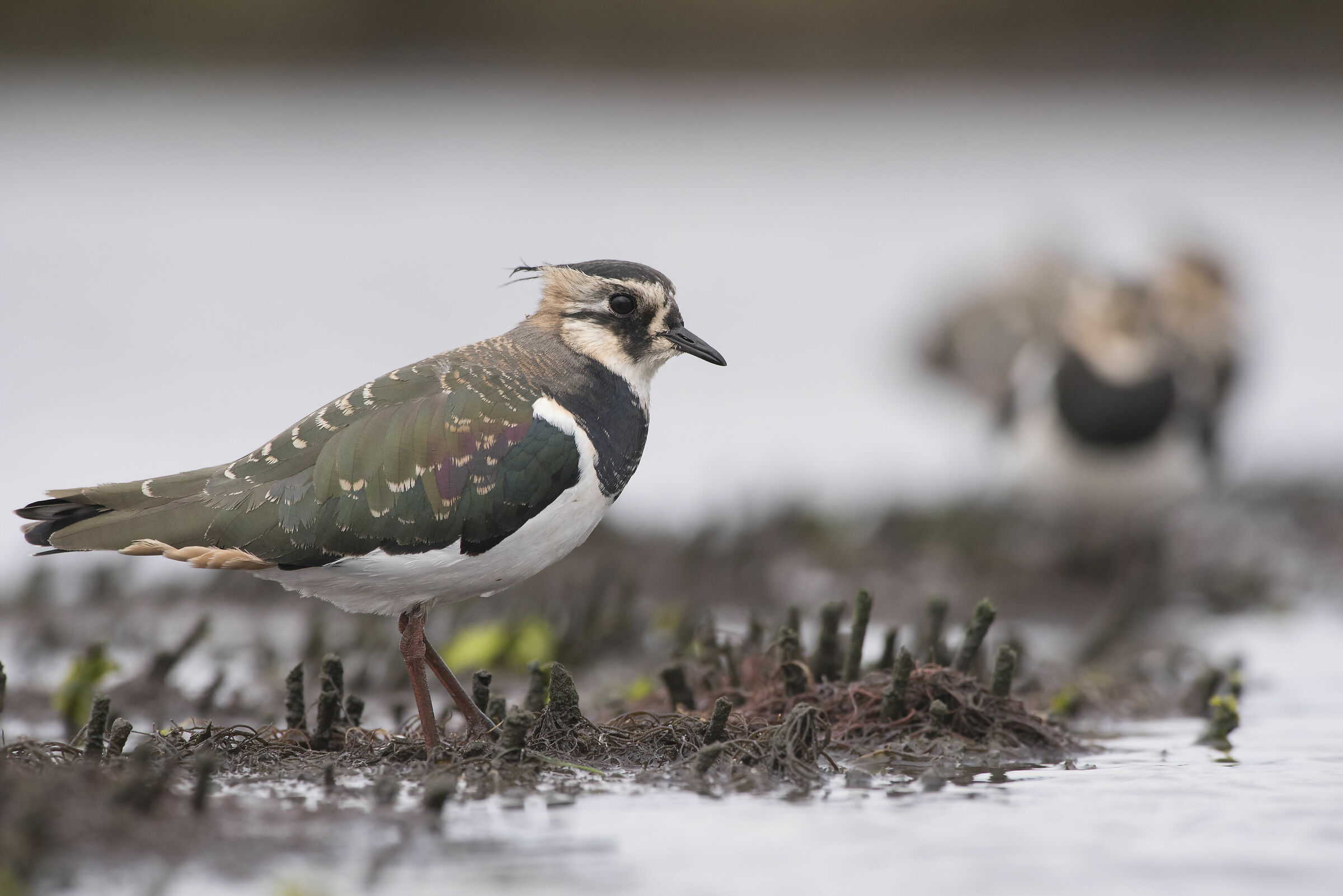 Abibe-comum (Vanellus vanellus) portugal