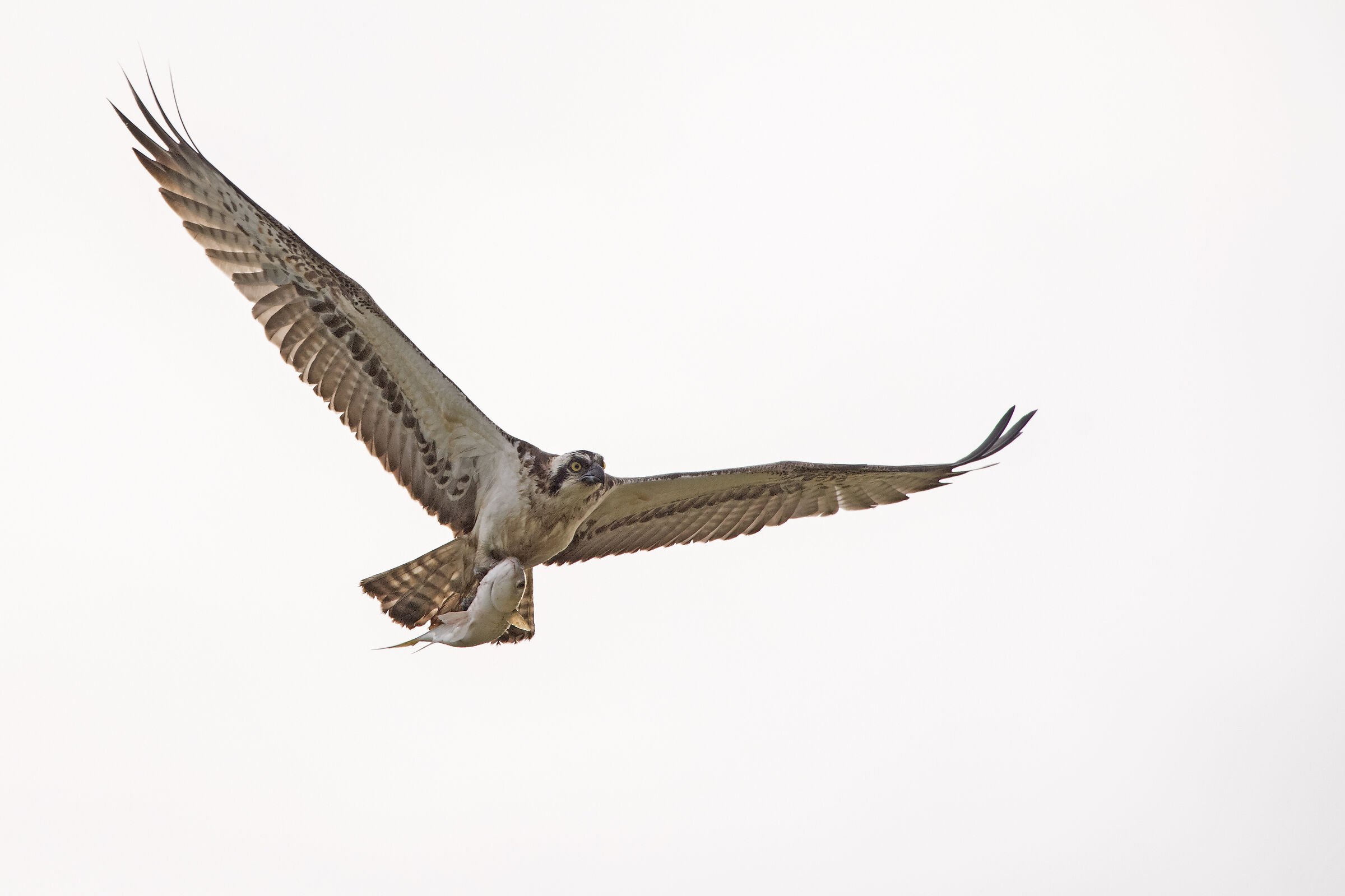 Águia-pesqueira (Pandion haliaetus) Esposende,Portuga...