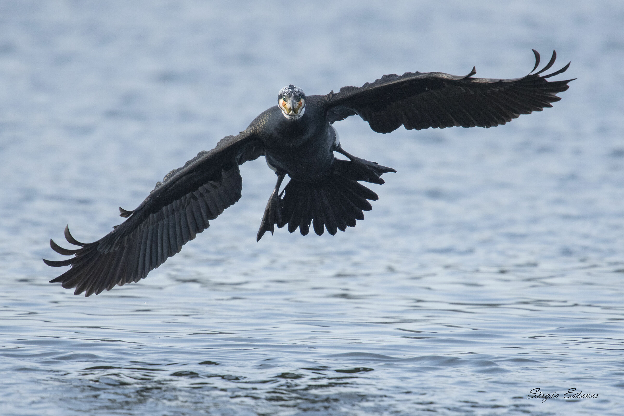 Corvo-marinho-comum (Phalacrocorax carbo) Portugal