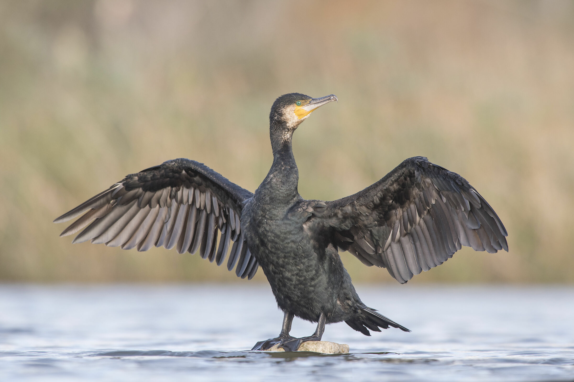 Corvo-marinho-comum (Phalacrocorax carbo) Portugal