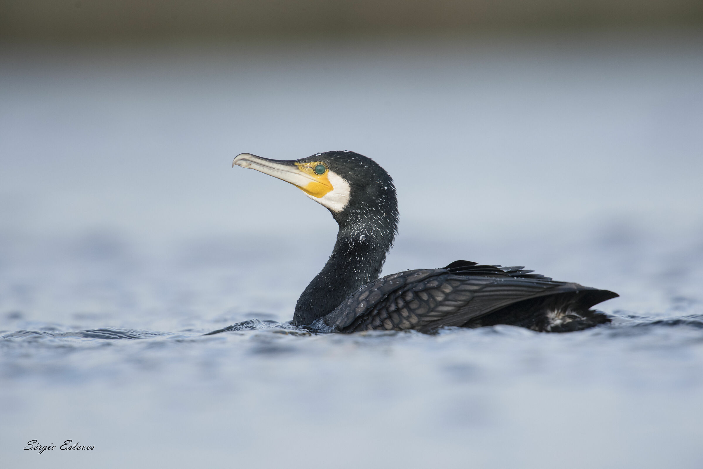 Corvo-marinho-comum (Phalacrocorax carbo) Portugal