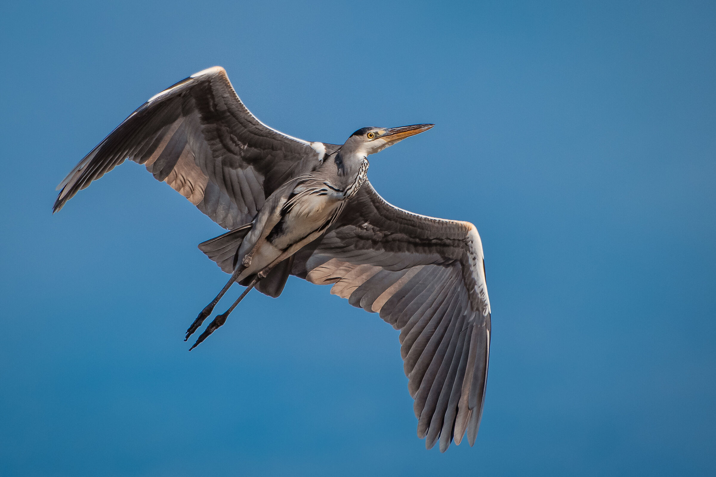 Ash heron - Cinerea Ardea