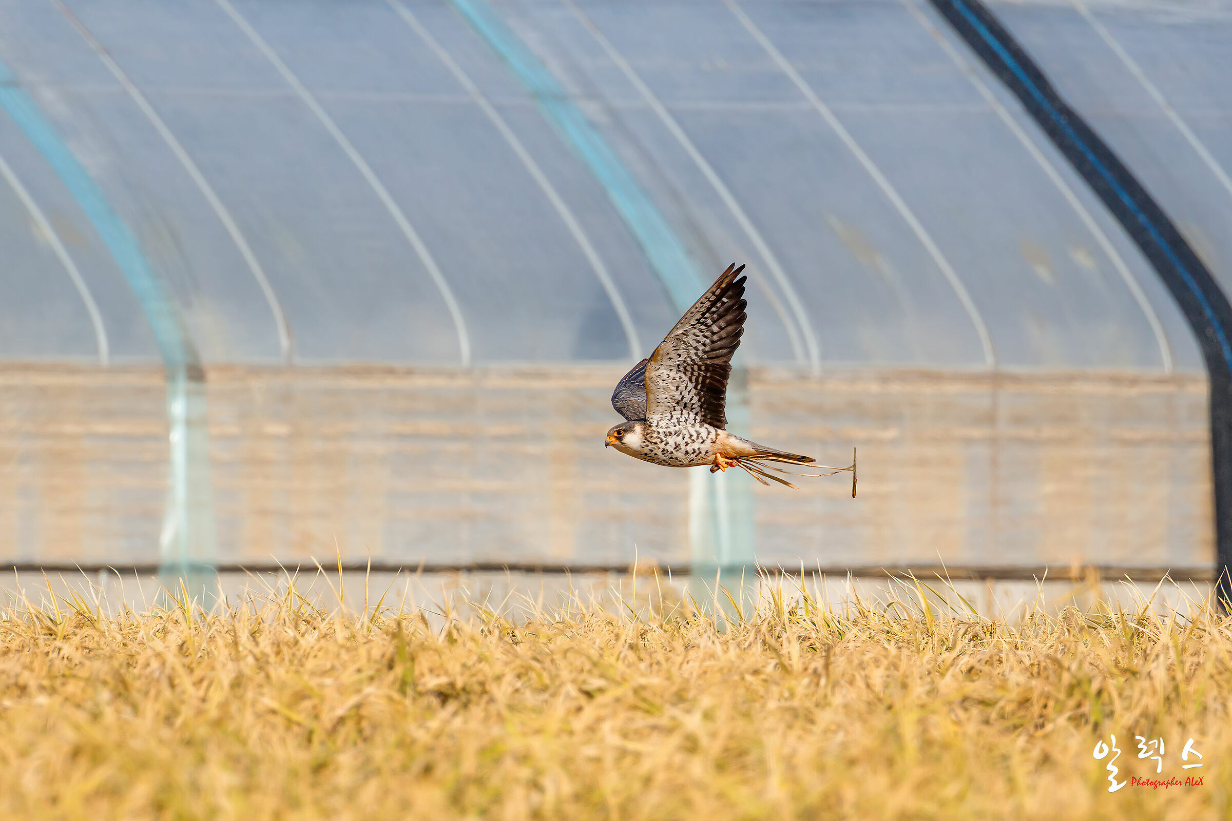 falco dai piedi rossi